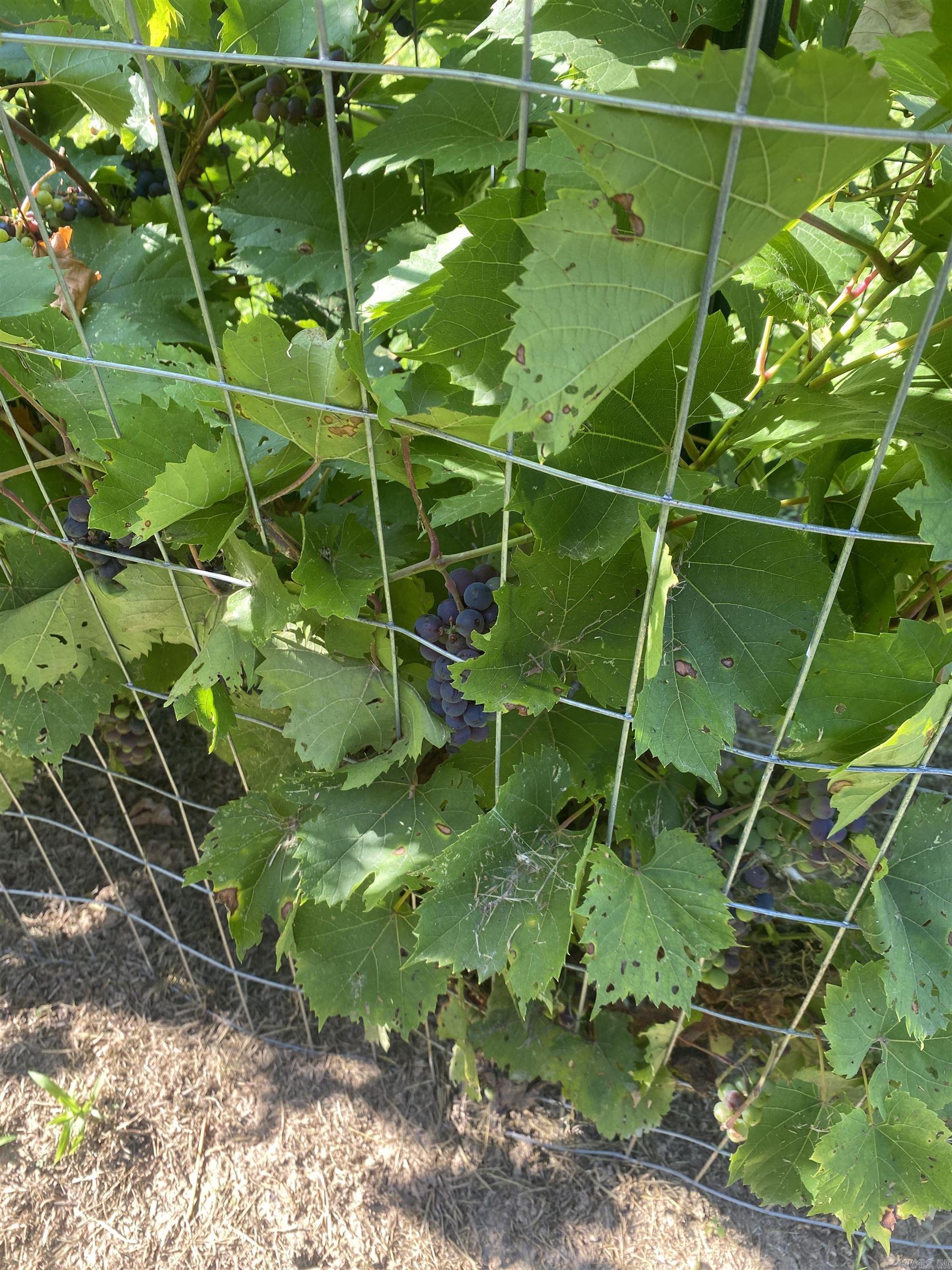 1212 Donaghey Ave. Conway, AR 72034