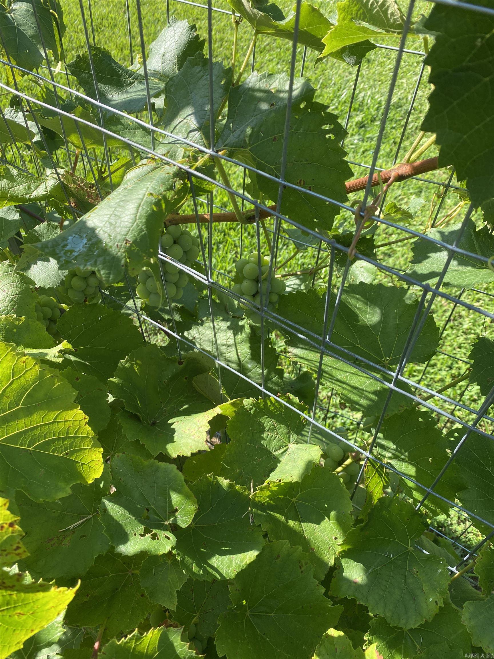 1212 Donaghey Ave. Conway, AR 72034