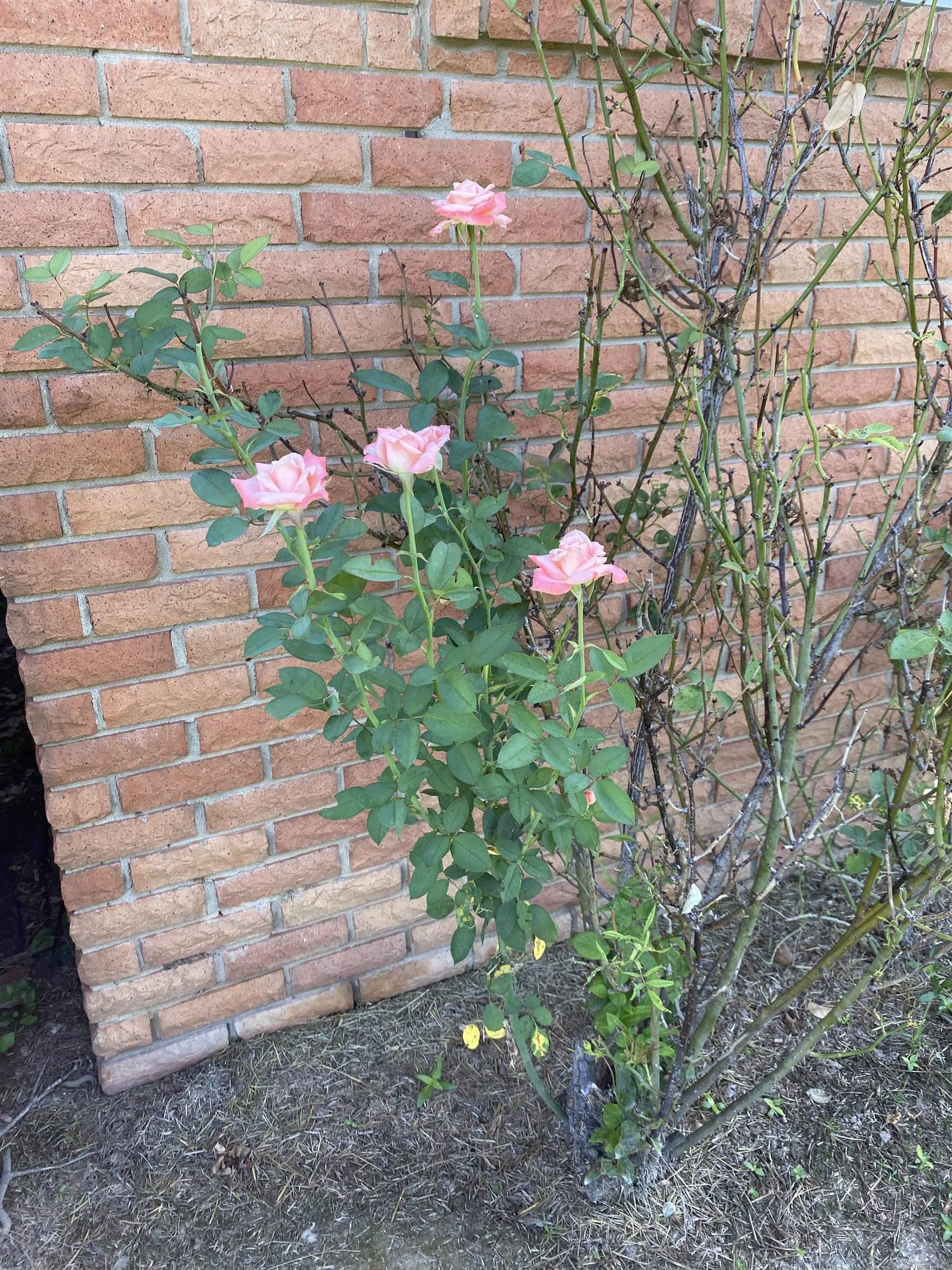 1212 Donaghey Ave. Conway, AR 72034