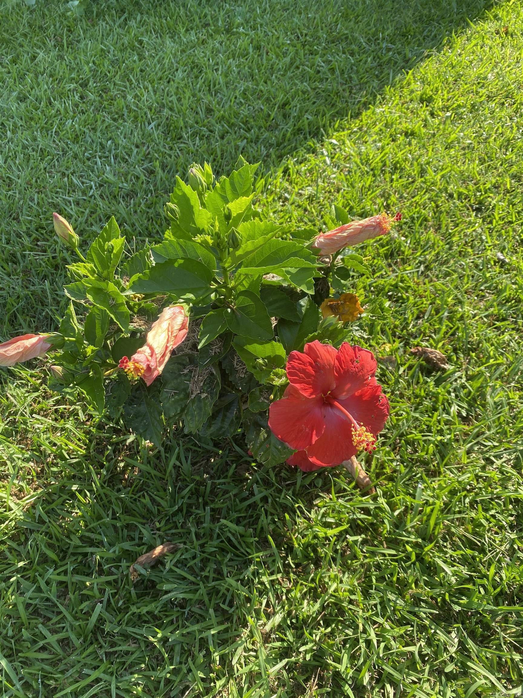 1212 Donaghey Ave. Conway, AR 72034