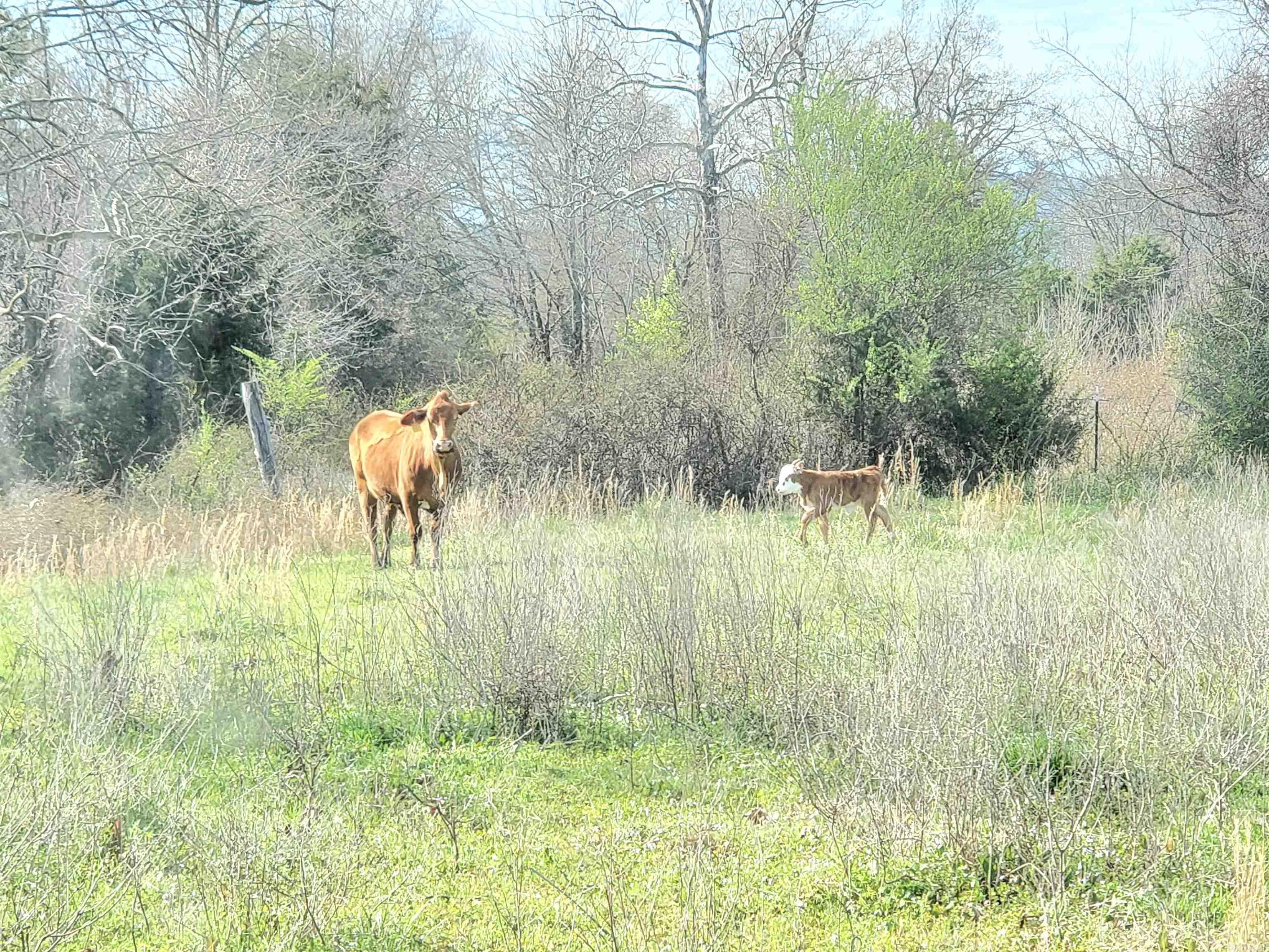 820 Blow Out Mtn.  Pencil Bluff, AR