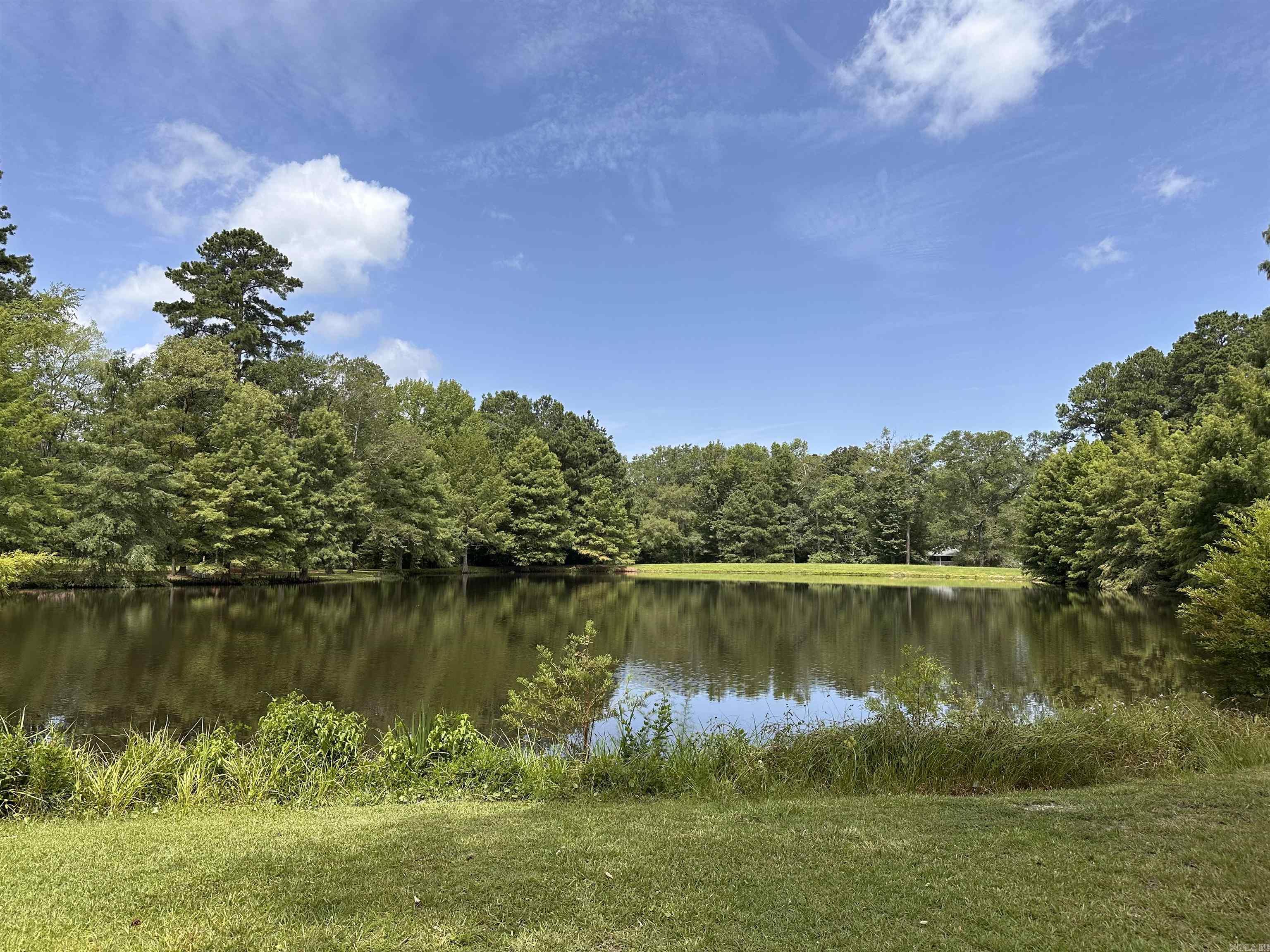 9 Chinquepin  Magnolia, AR