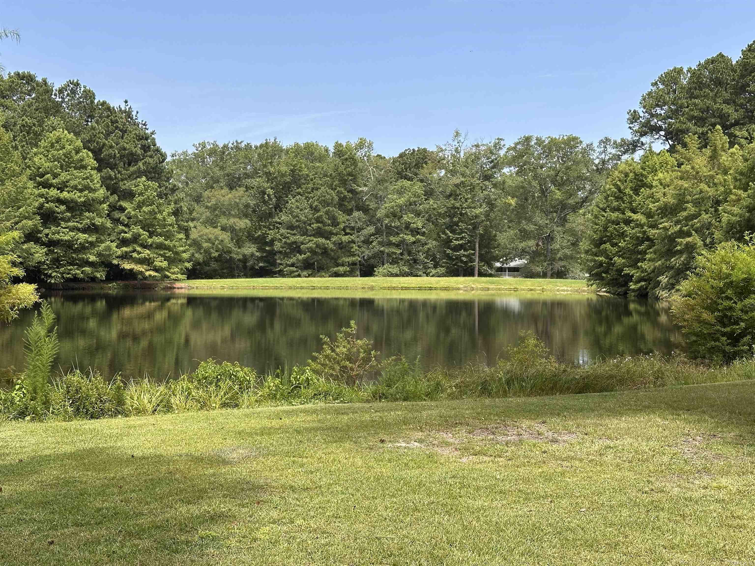 9 Chinquepin  Magnolia, AR