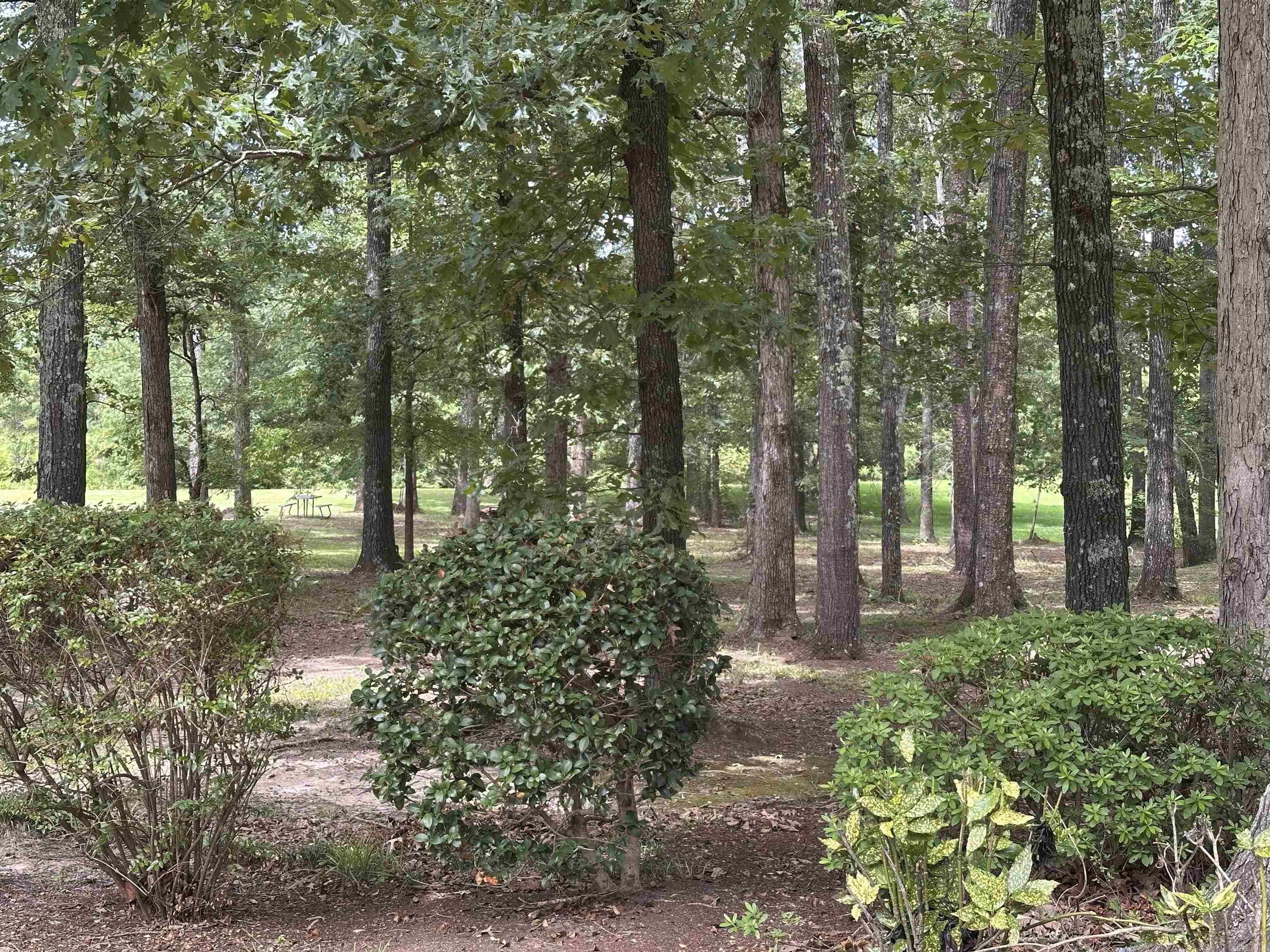 9 Chinquepin  Magnolia, AR
