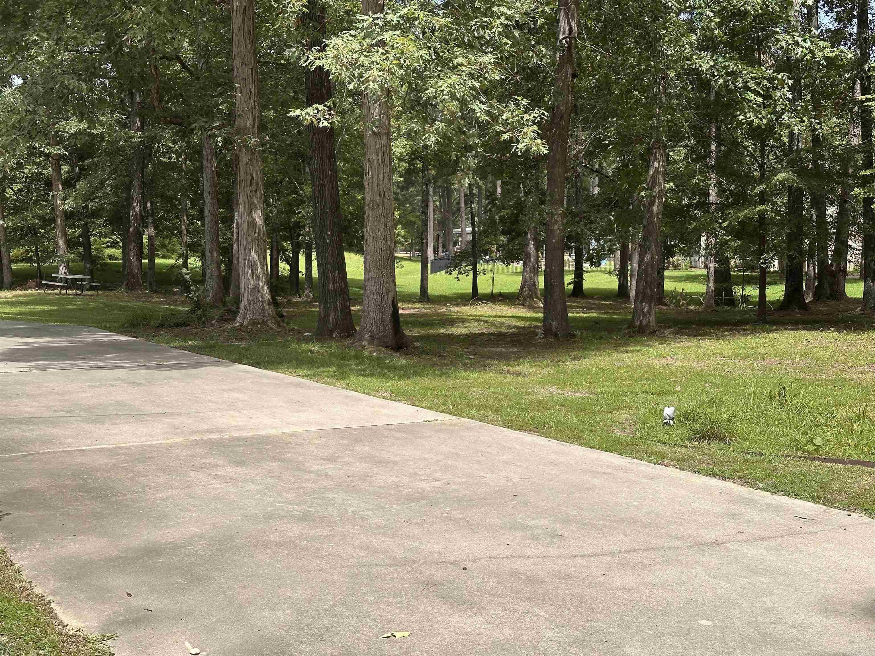 9 Chinquepin  Magnolia, AR