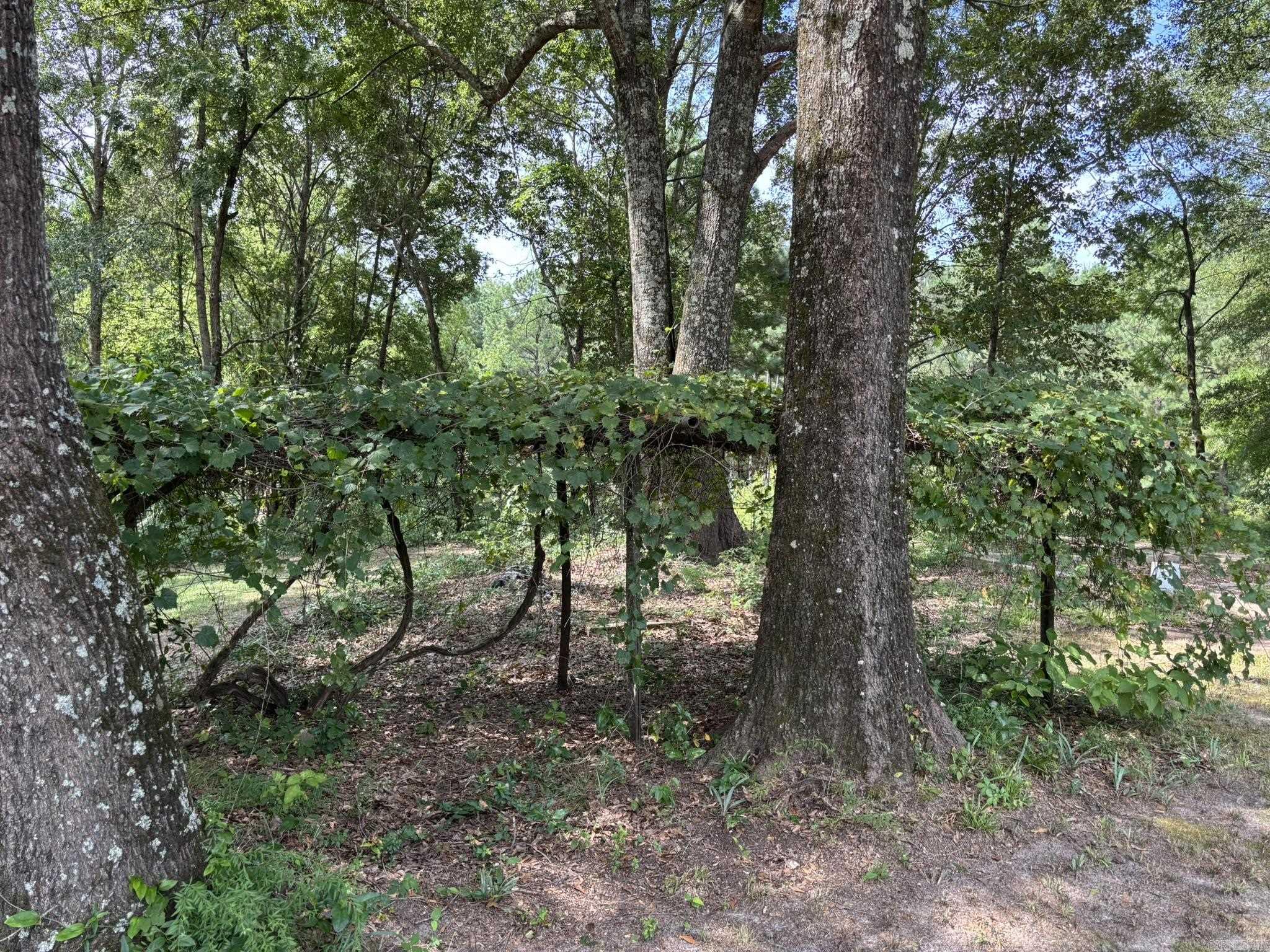 795 Ouachita 12  Chidester, AR