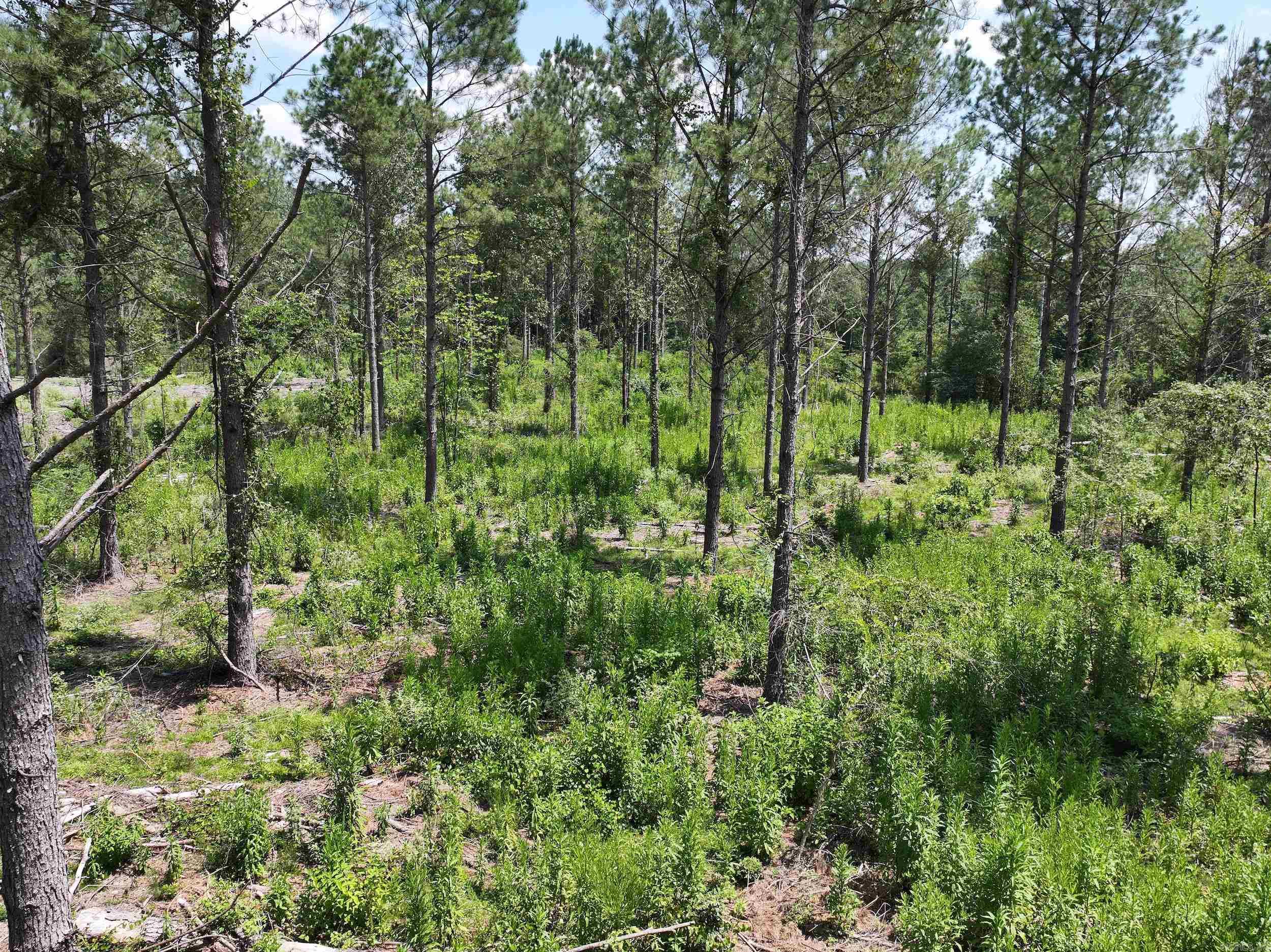 TBD KADOHA  Murfreesboro, AR