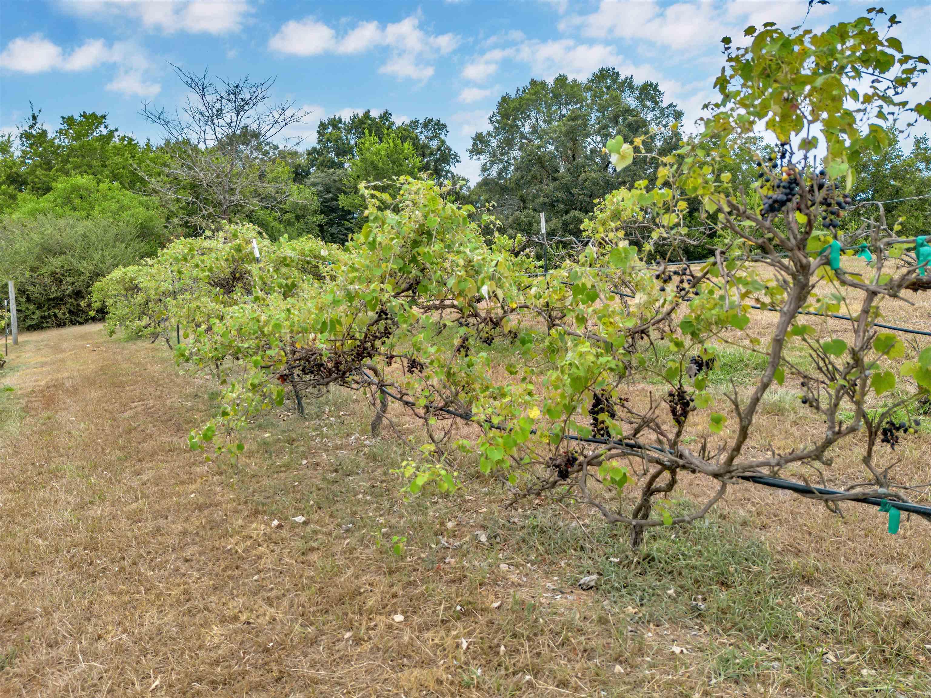 99 Sandtown Road Morrilton, AR 72110