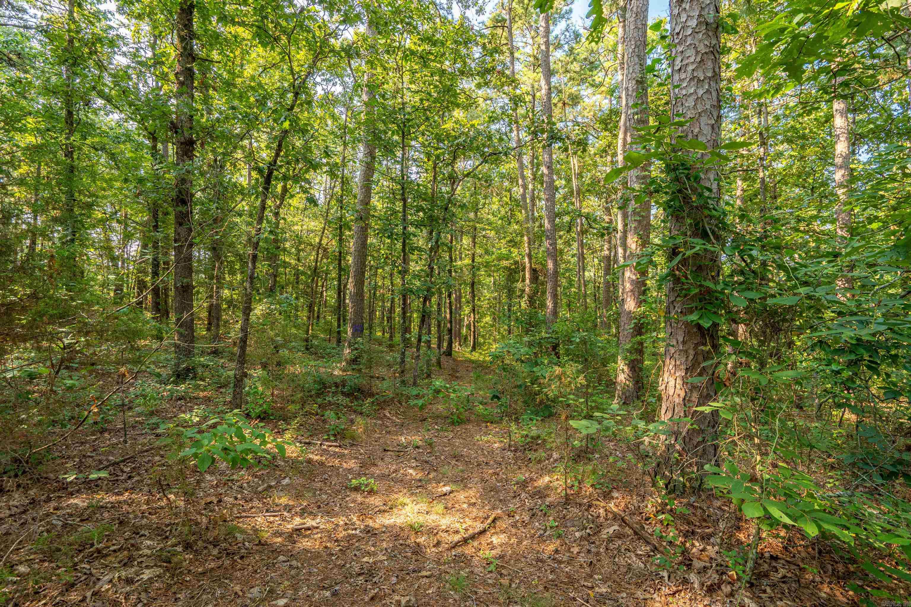 65 Raven Lane Oden, AR 71961
