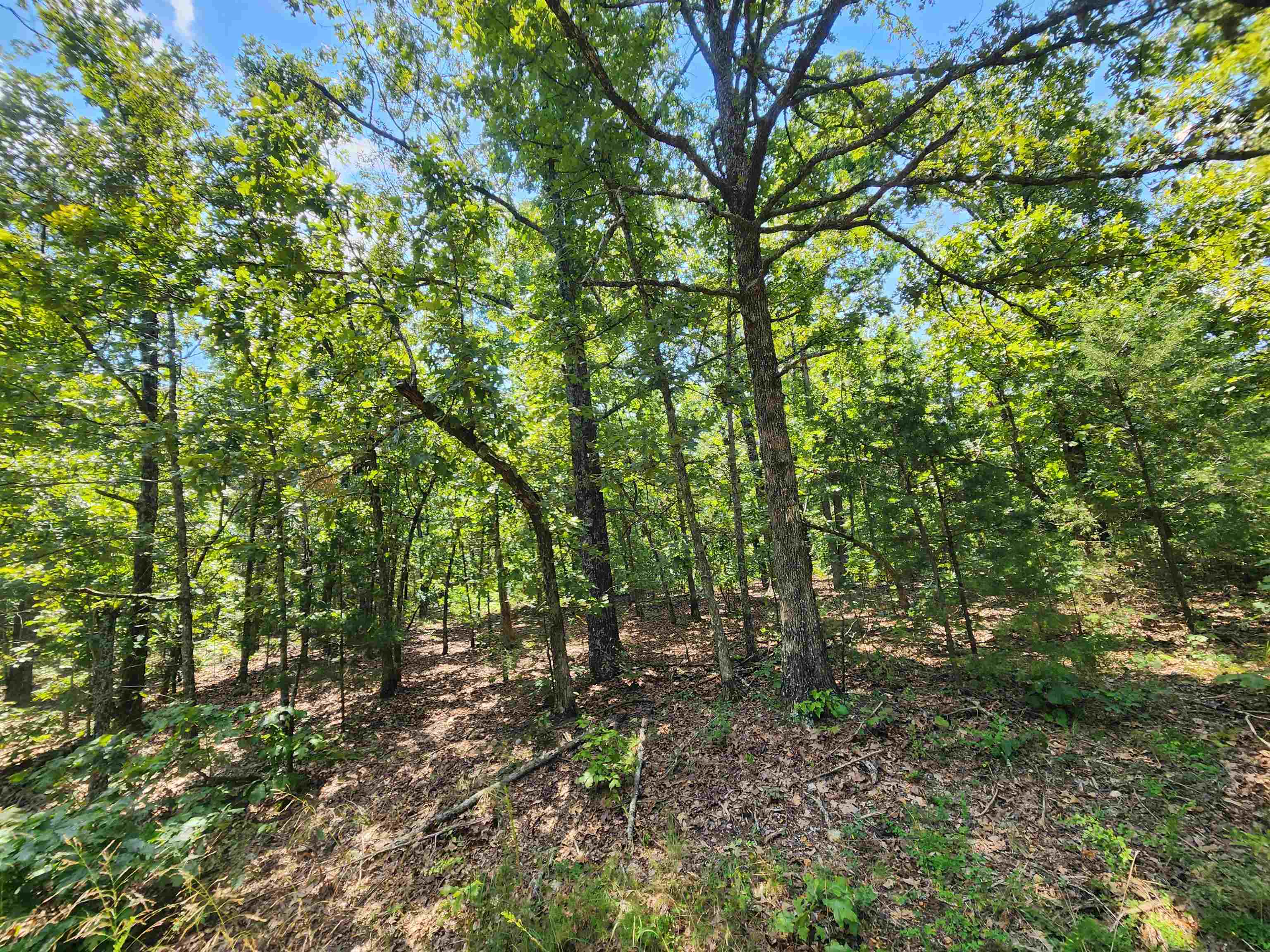 L-1,2,3, B-19 Nicatouse  Cherokee Village, AR