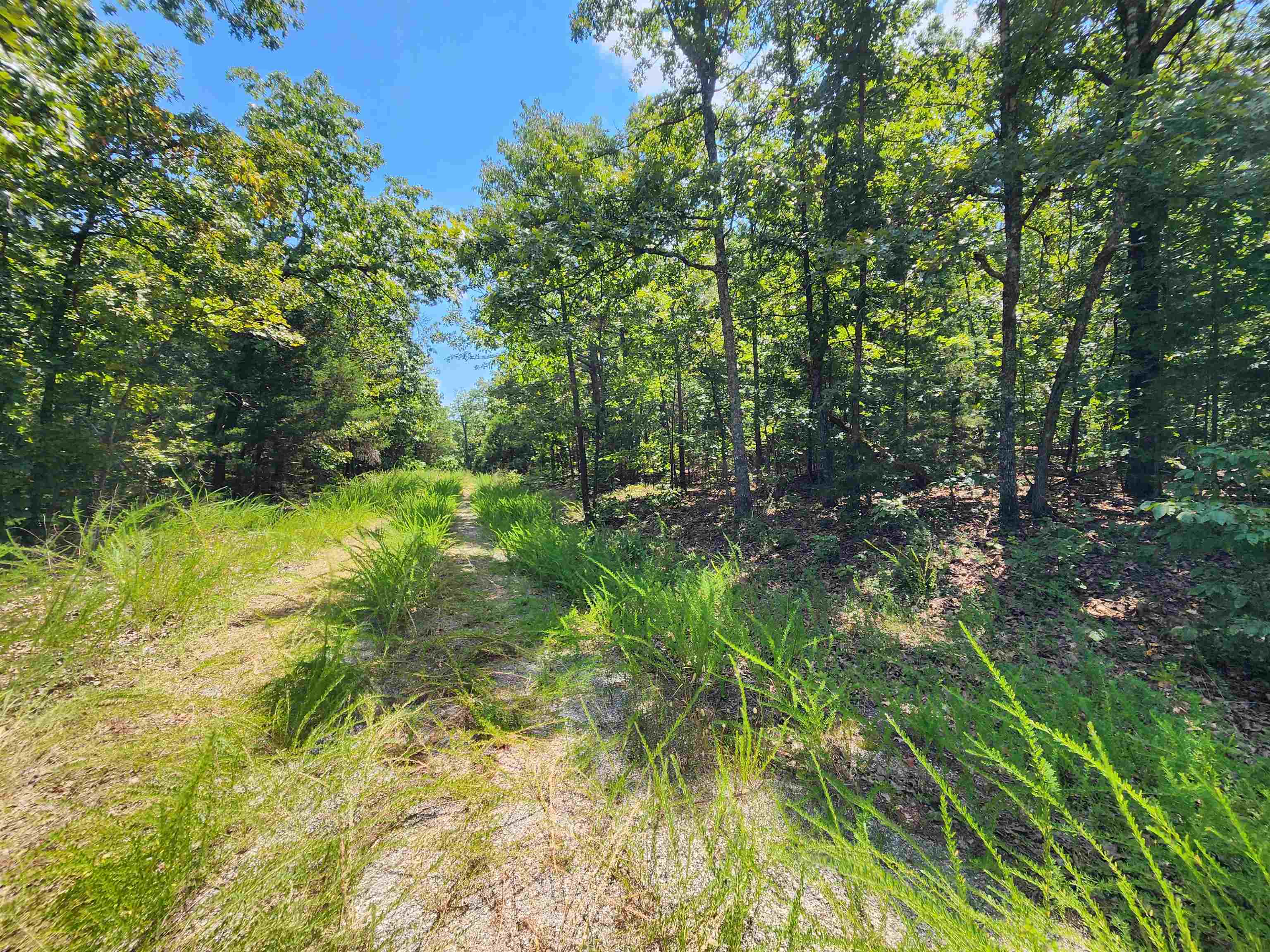 L-1,2,3, B-19 Nicatouse  Cherokee Village, AR