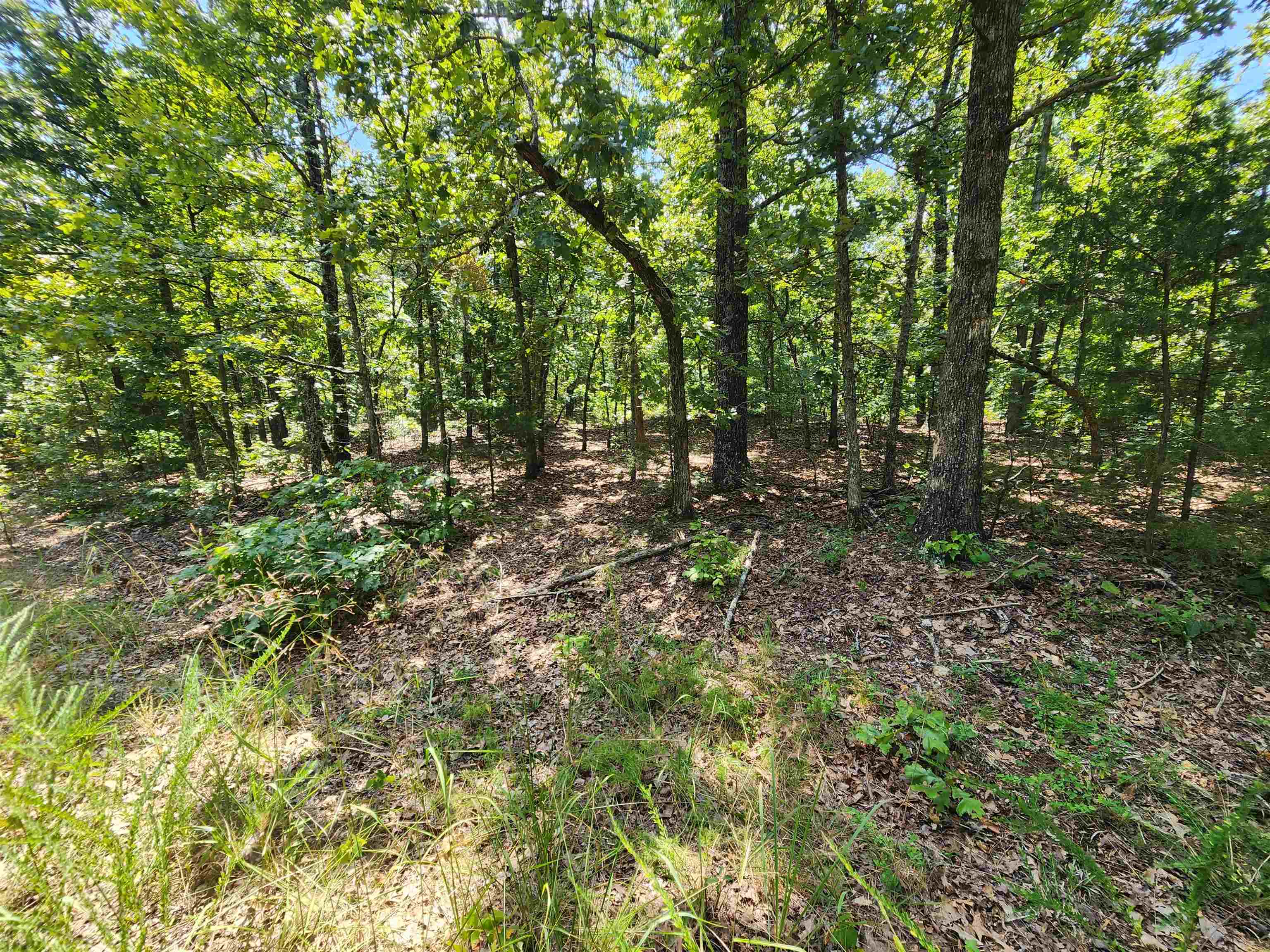 L-1,2,3, B-19 Nicatouse  Cherokee Village, AR