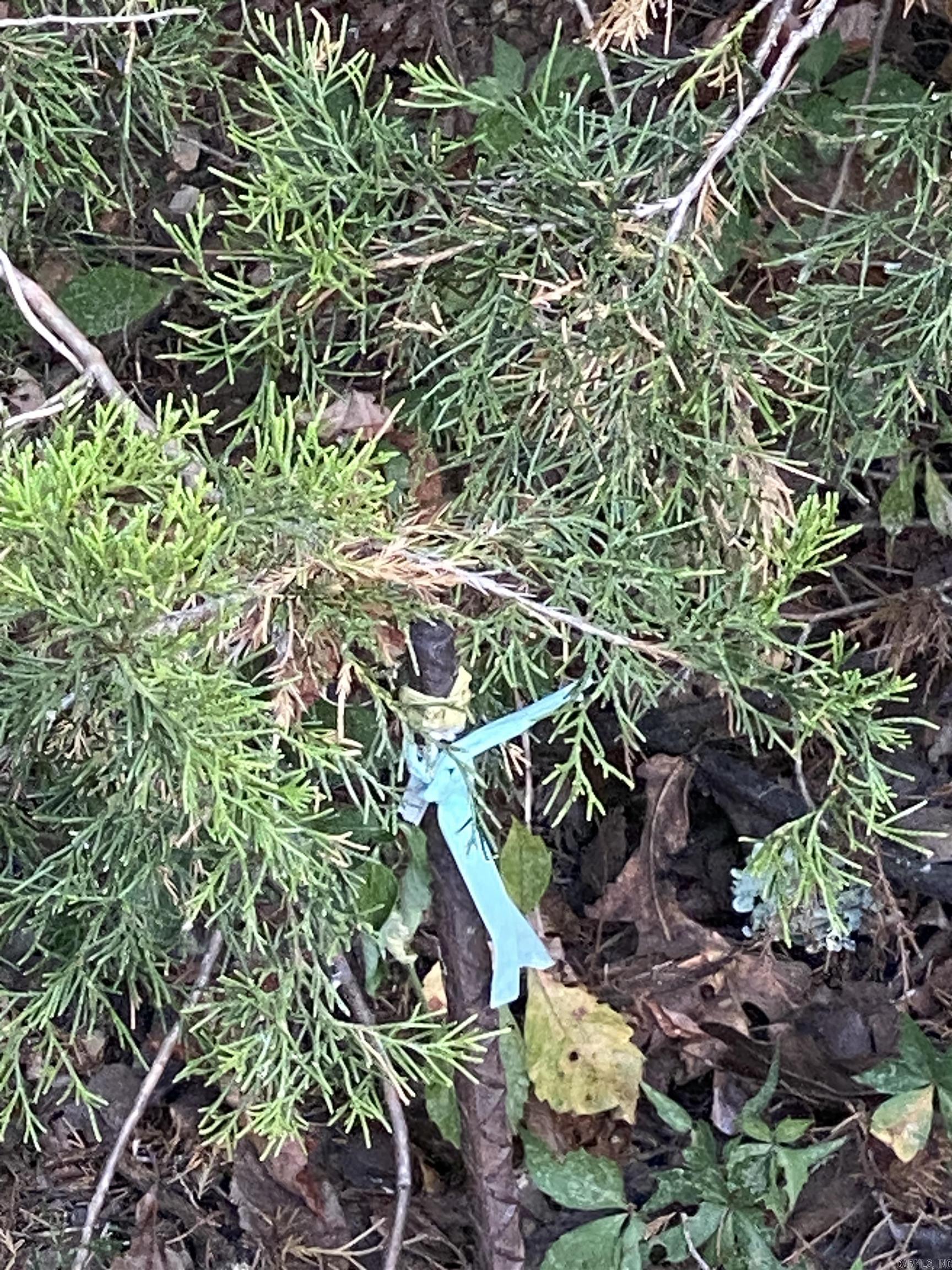 87 High Point Drive  Mayflower, AR