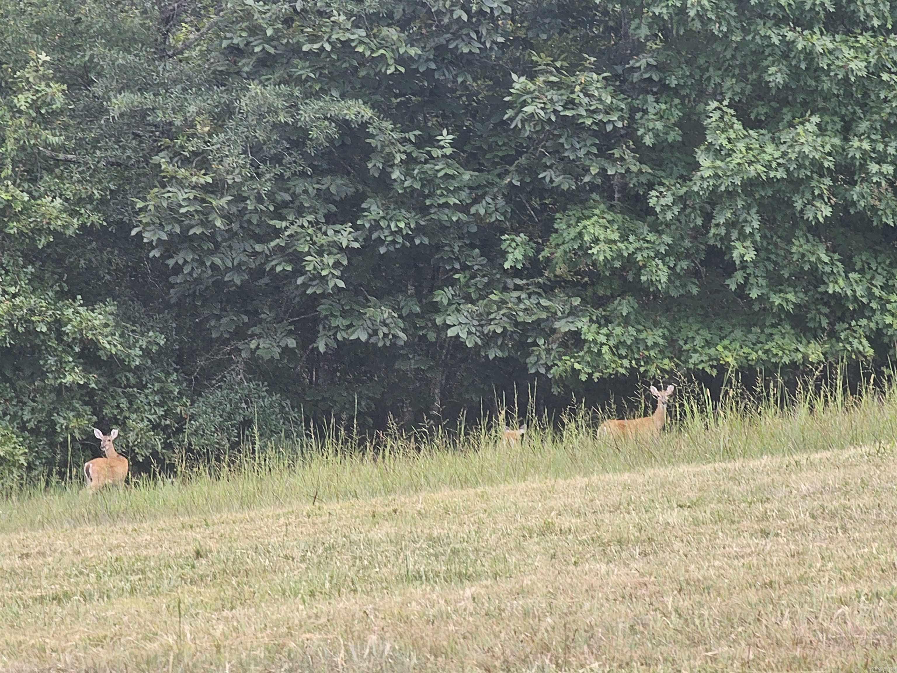 Unk Jennie  Mena, AR