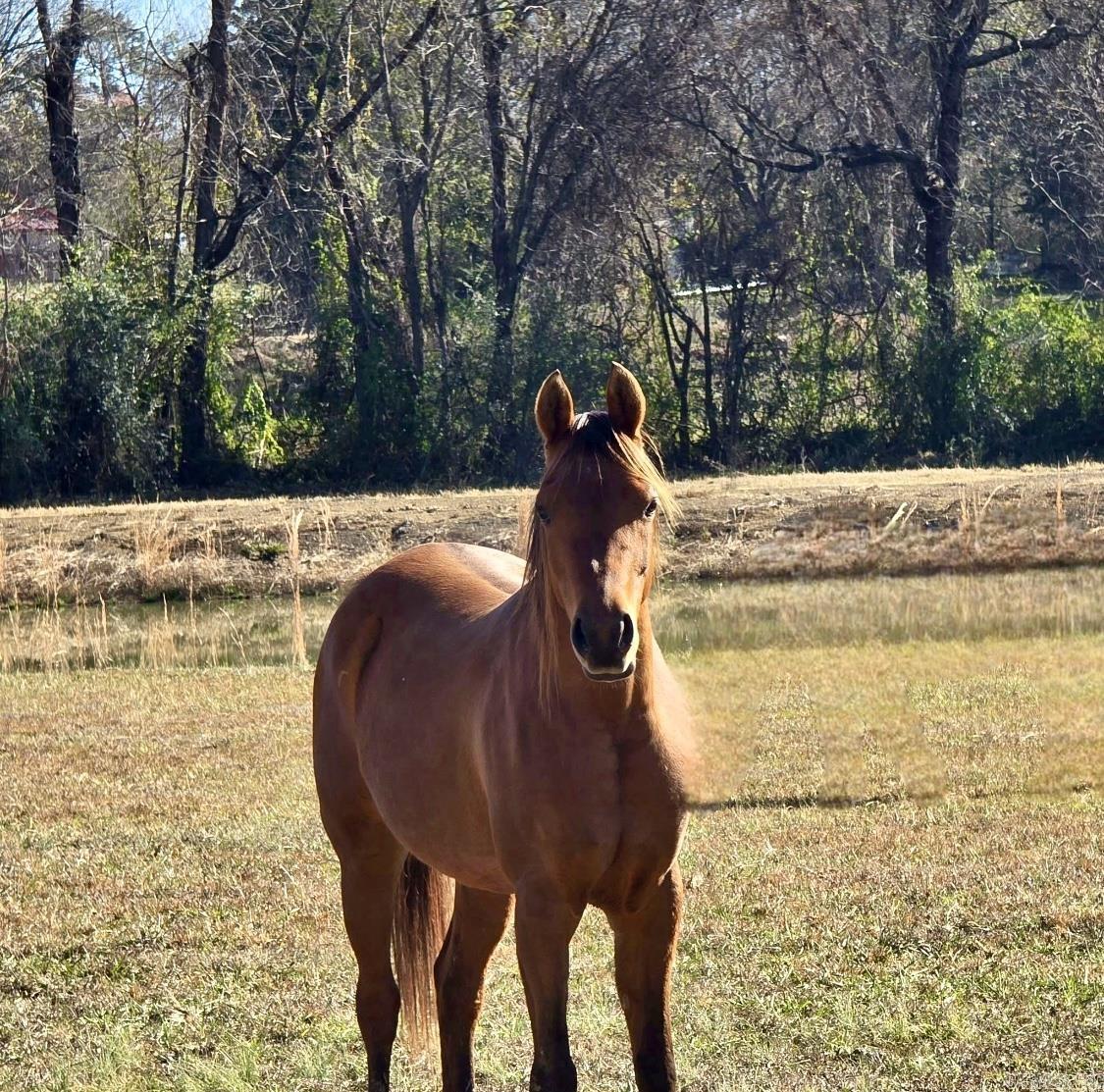 2055 E Church Street Altus, AR 72821