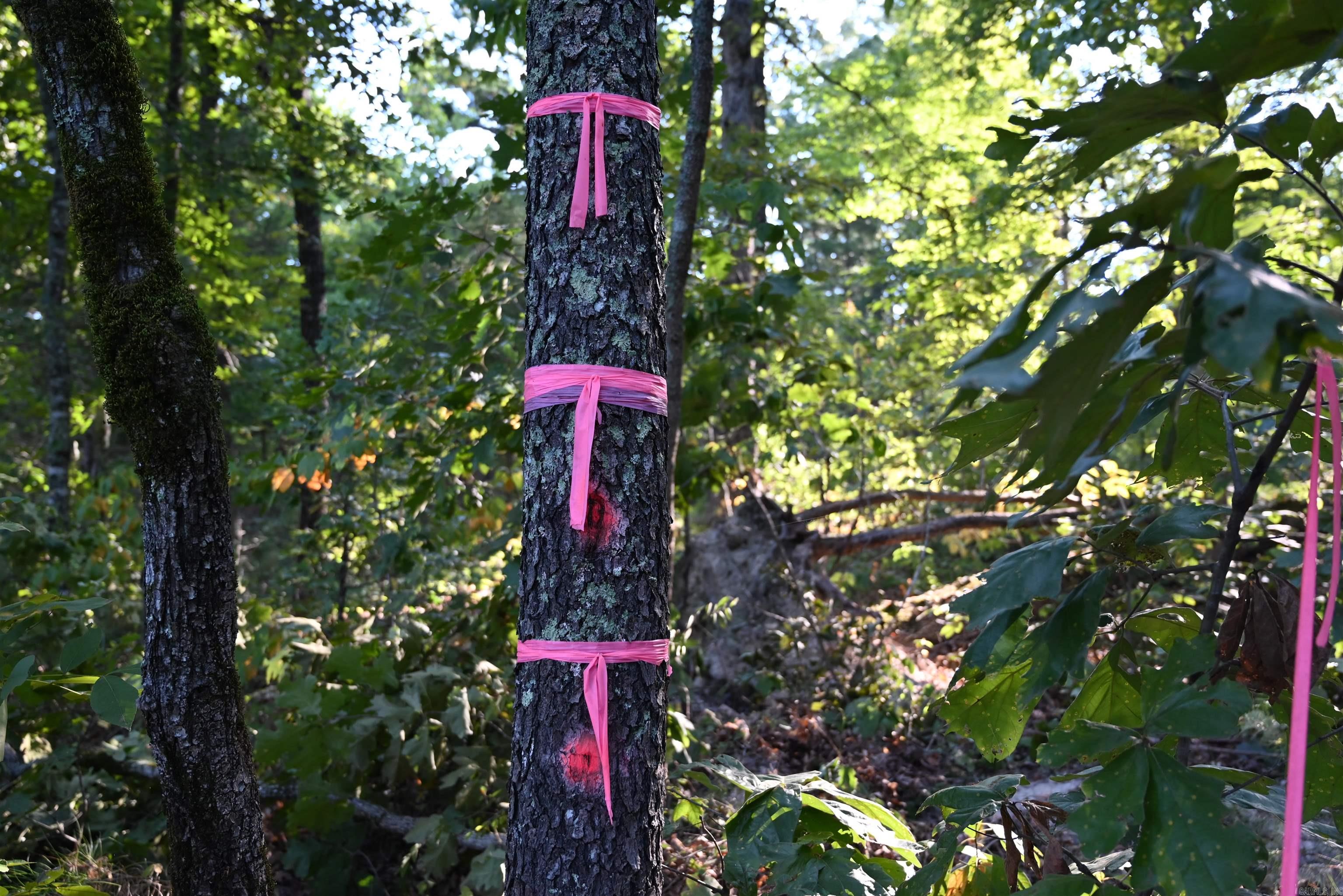 3875 Tomahawk Slab  Saint Joe, AR