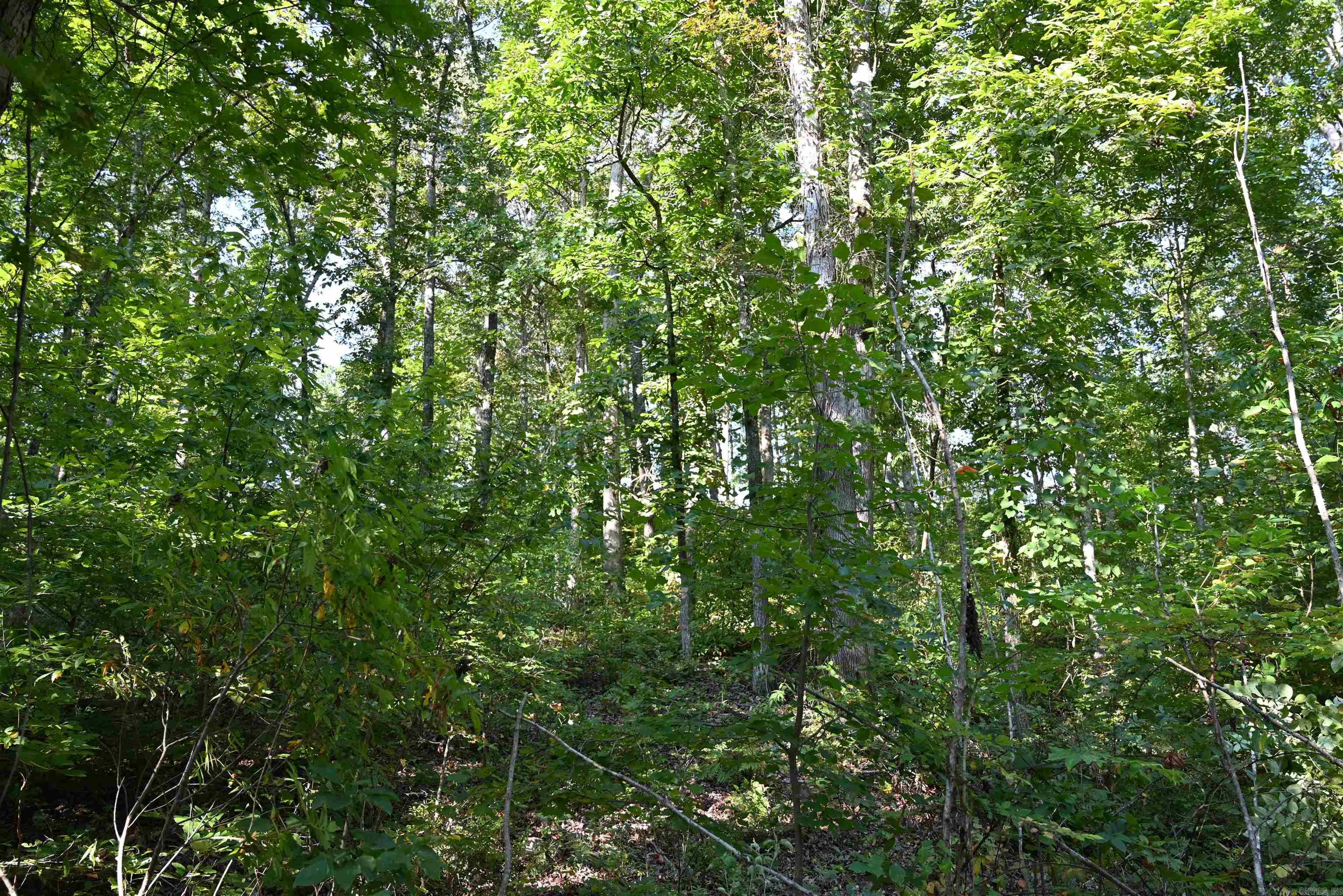 3875 Tomahawk Slab  Saint Joe, AR