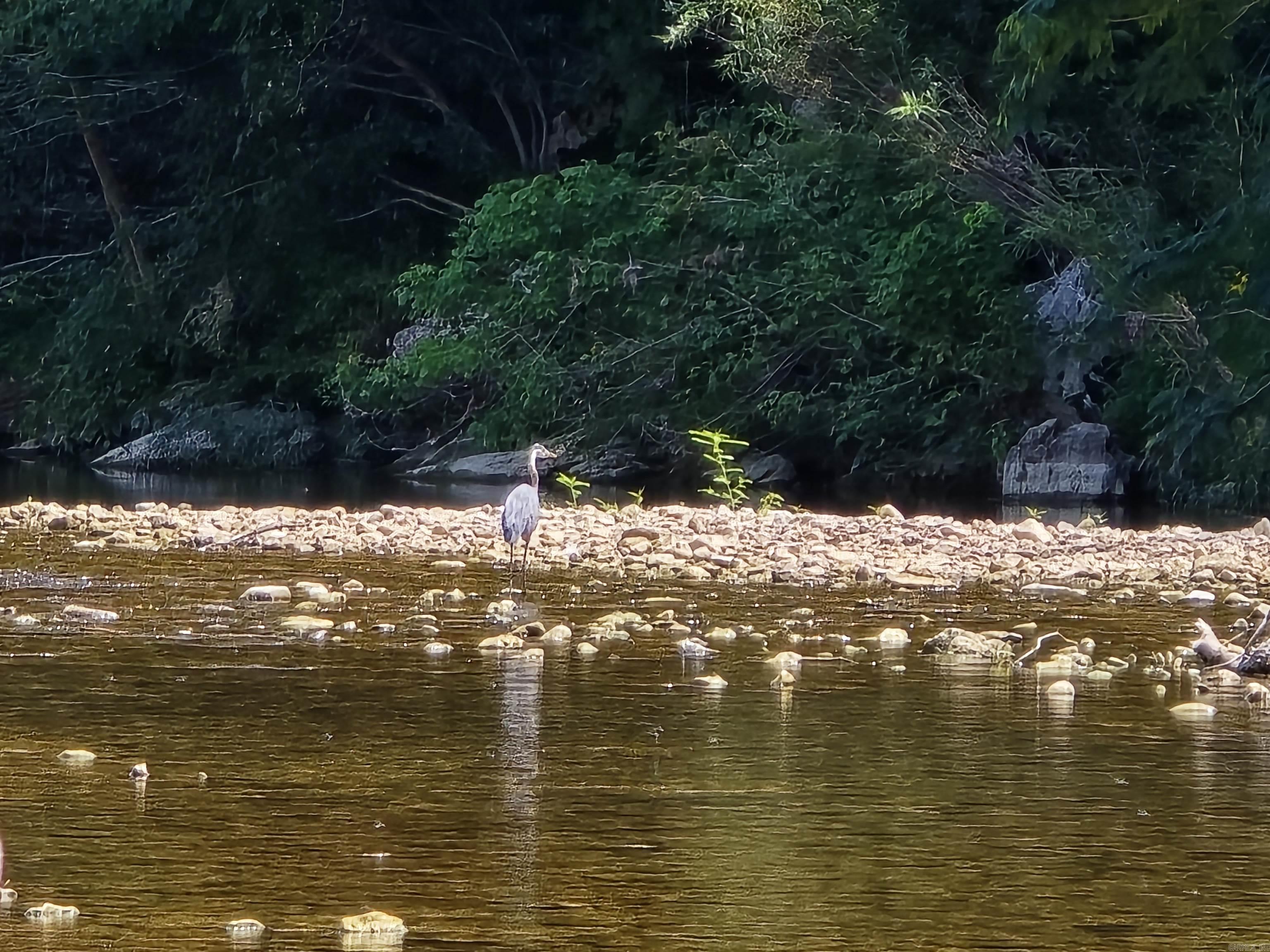 2732 Mitchell Road Mountain View, AR 72560