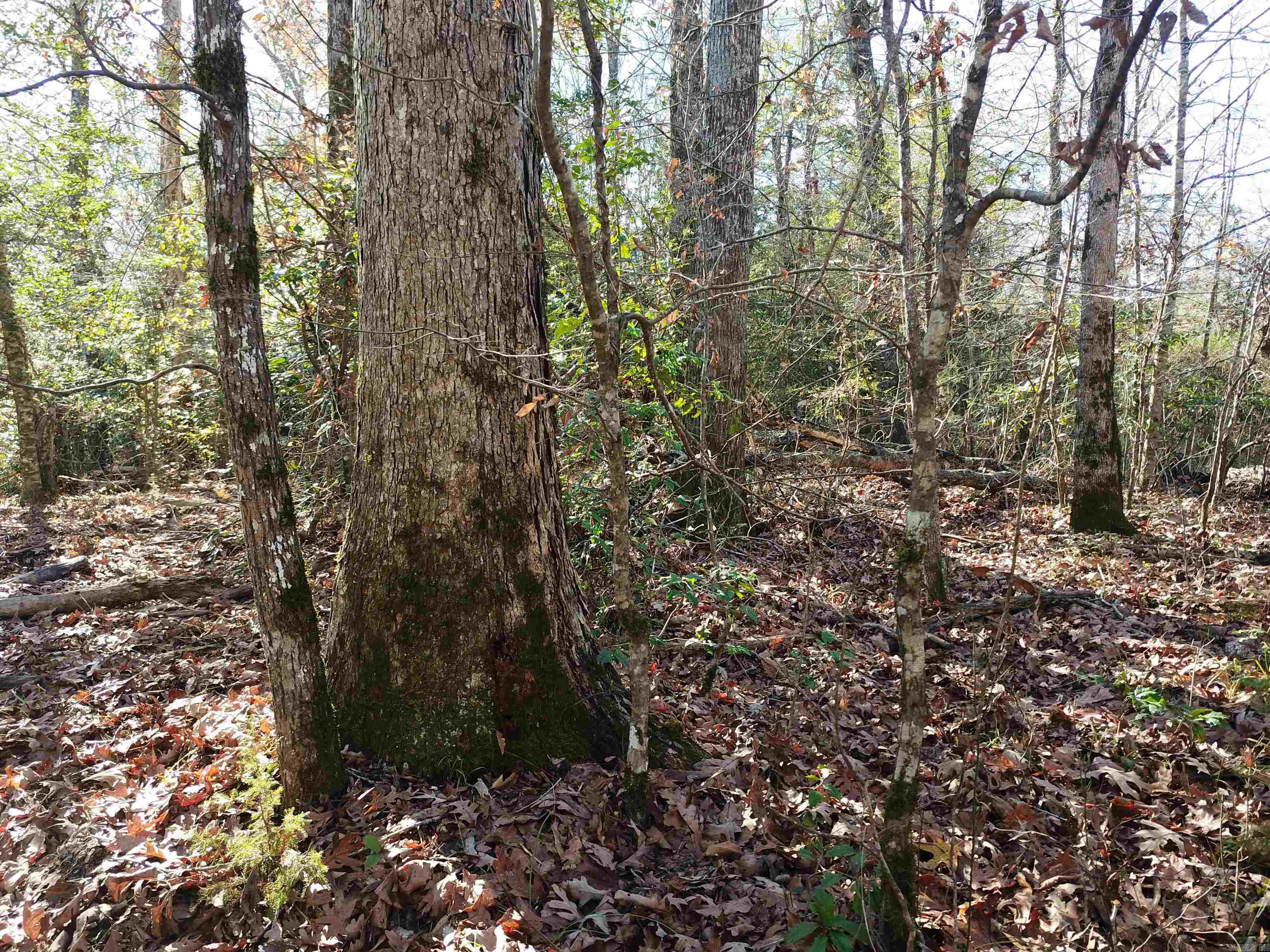 0000 White Oak  Arkadelphia, AR