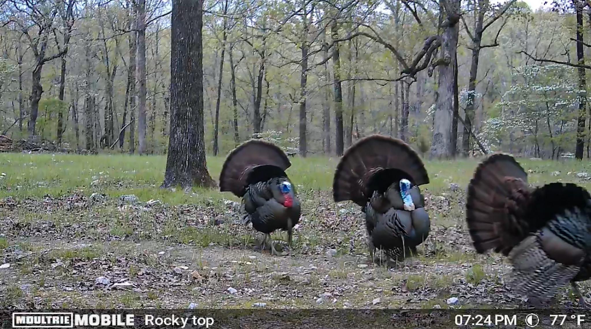 314 Bear Bluff Trail Ravenden, AR 72459