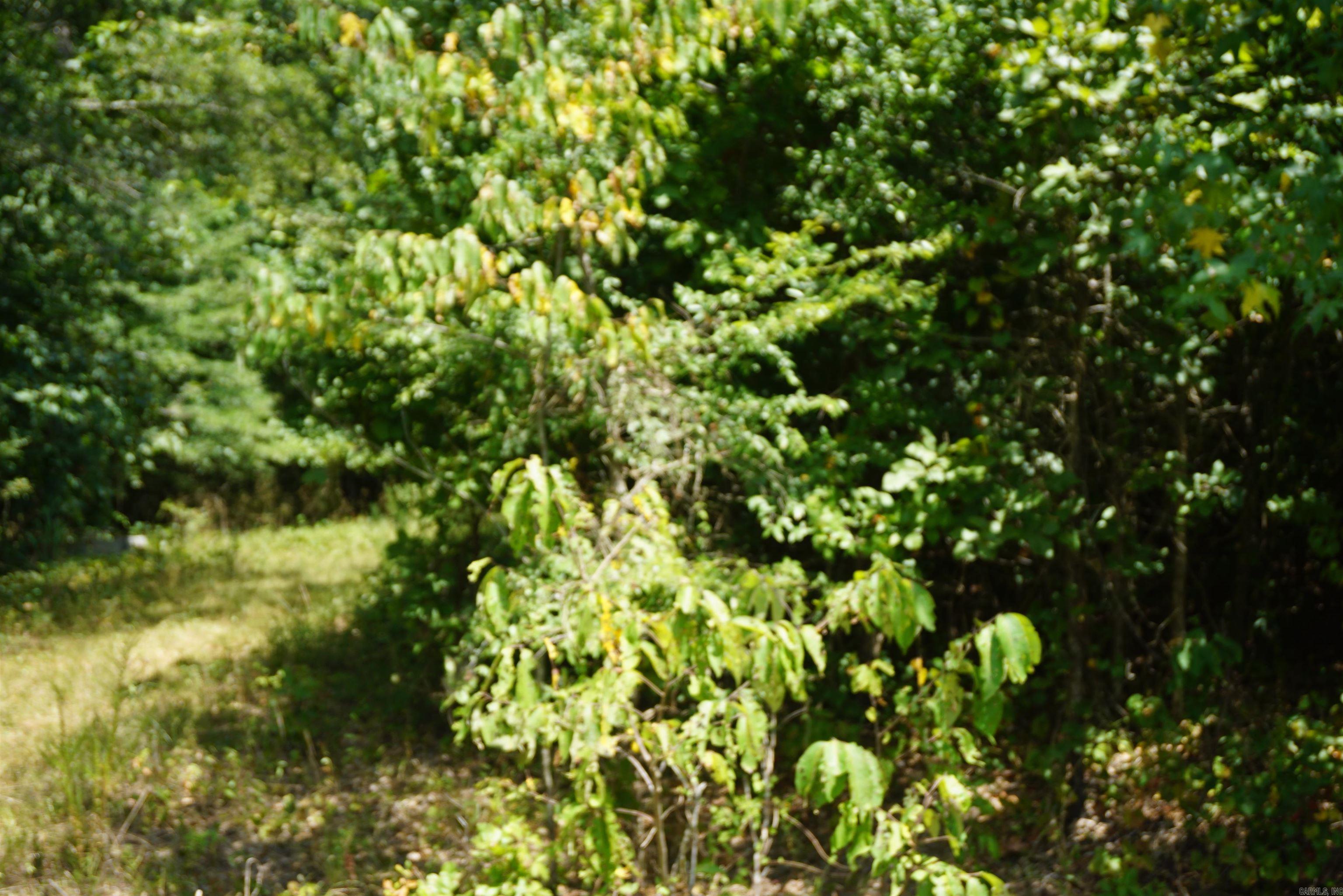 000 Stokes Rd  Bald Knob, AR