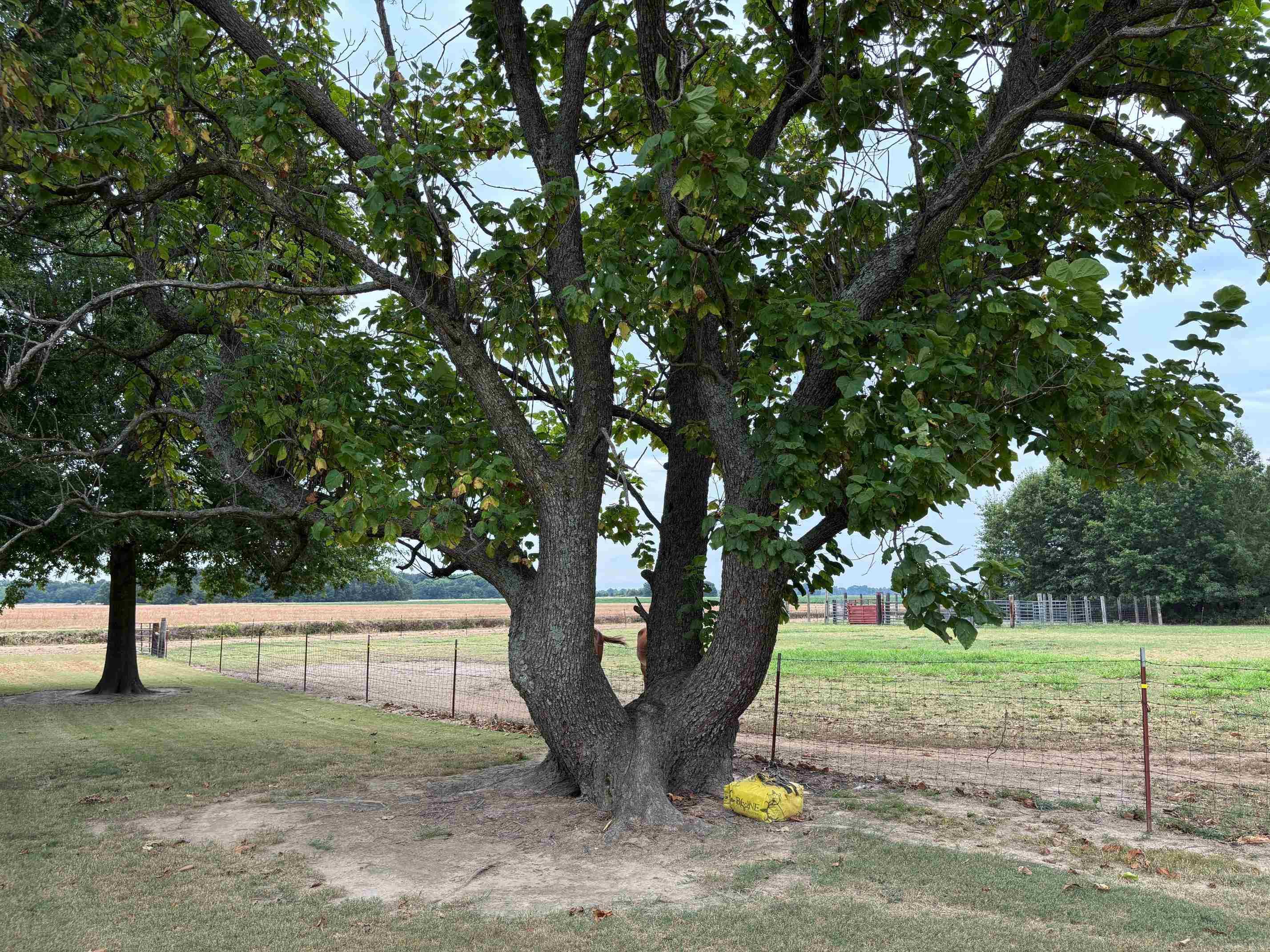 569 cross county 105  Hickory Ridge, AR