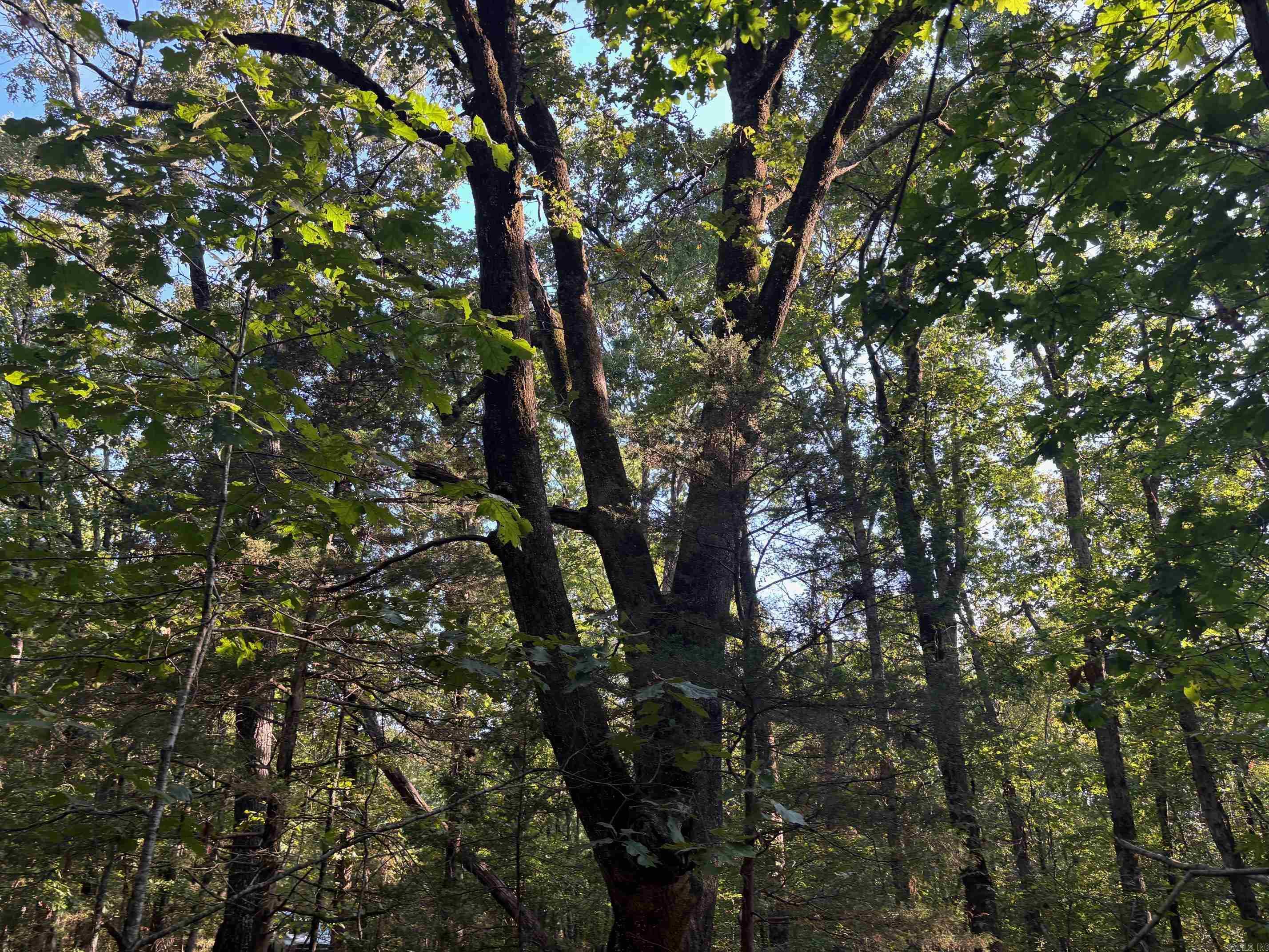 000 Jackson 5  Bradford, AR