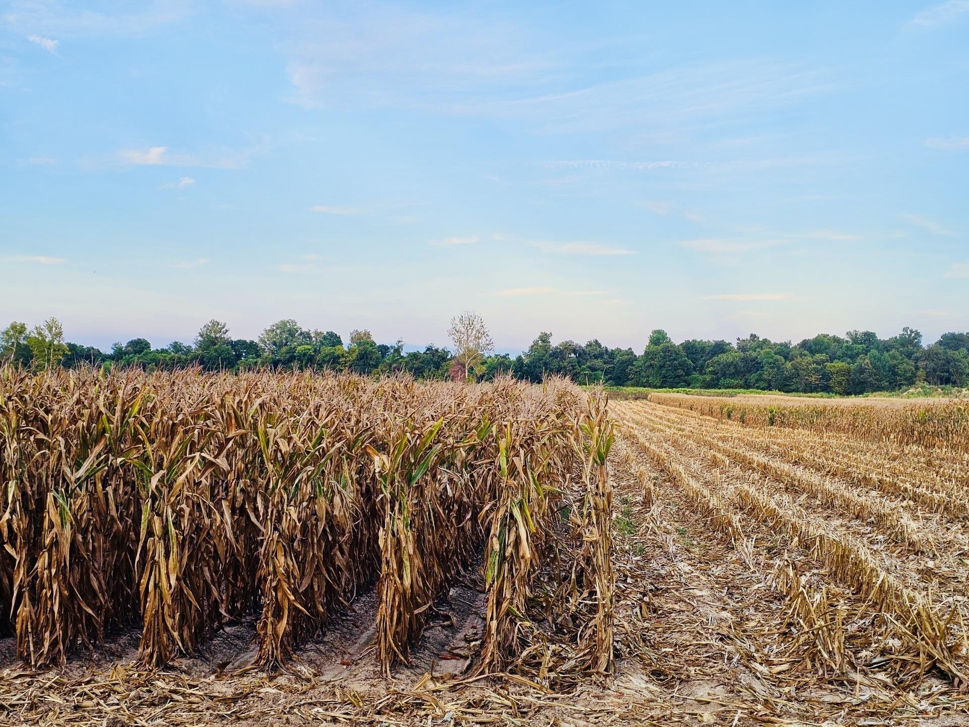 207 CR 478  Rector, AR