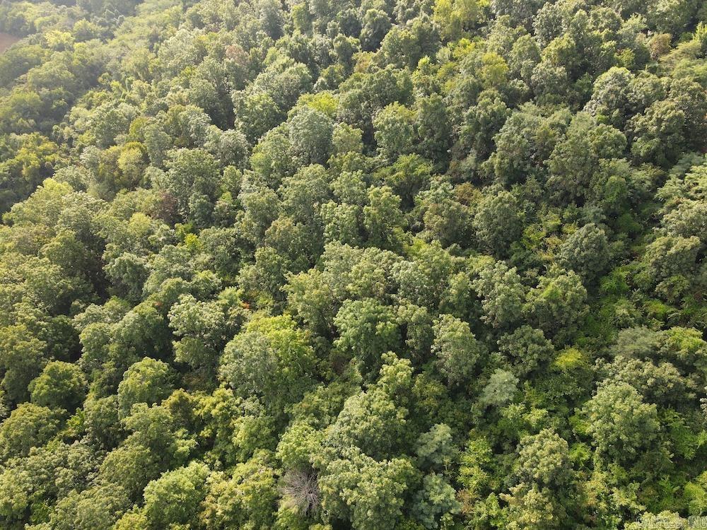  Lick Fork Road,  Marshall, AR