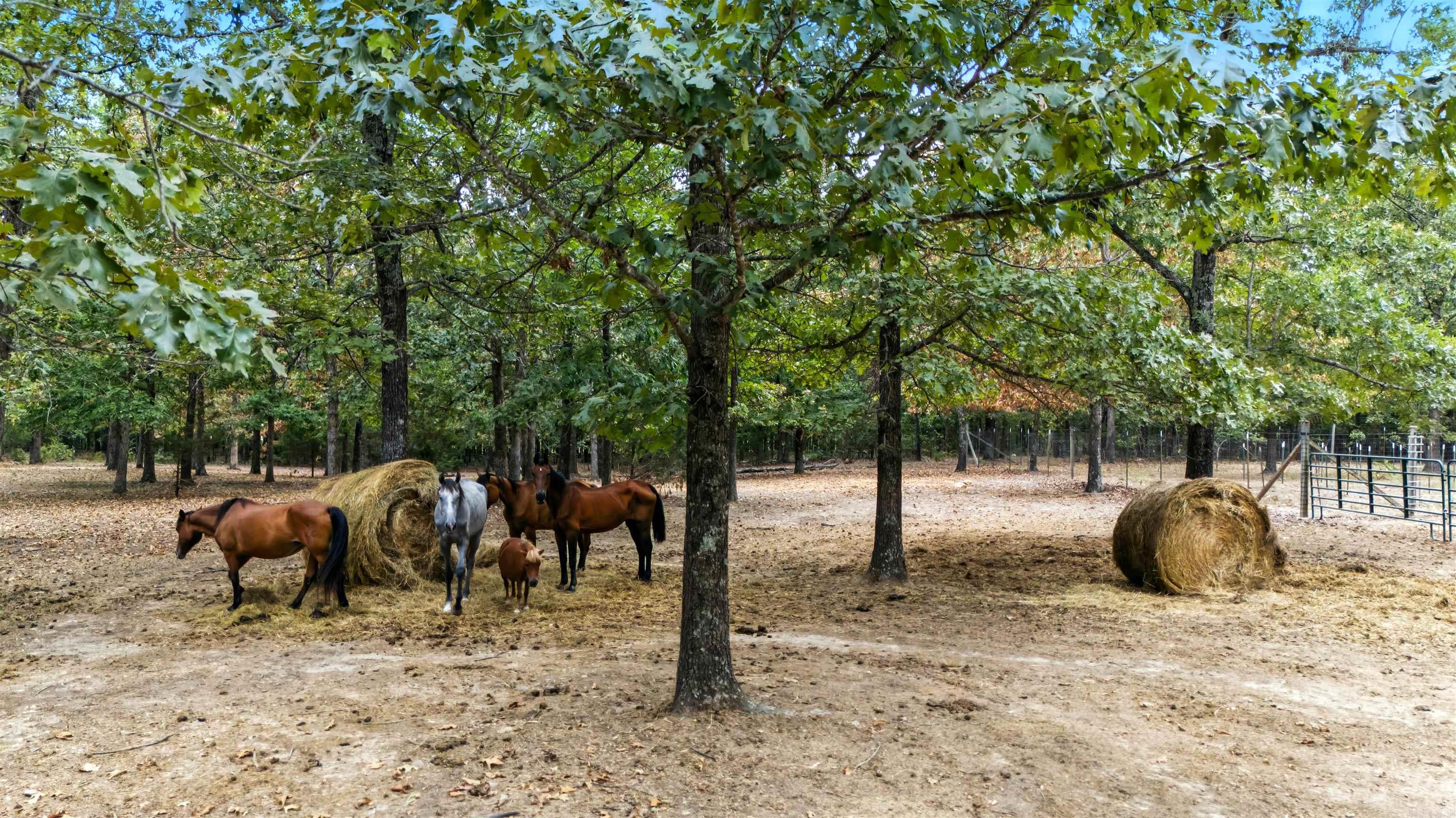 64 Traw  Mammoth Spring, AR