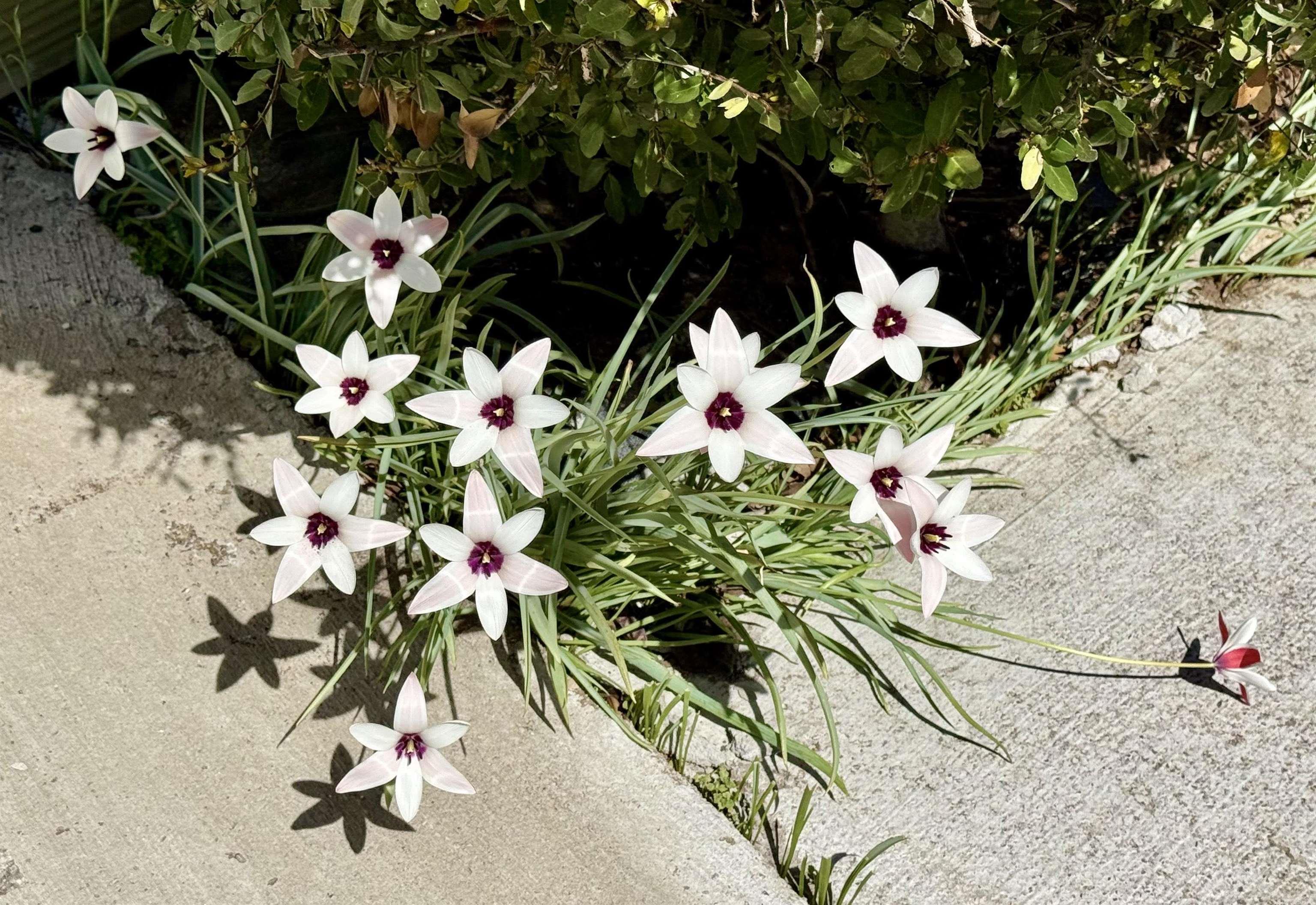 208 S Phoenix Ave Russellville, AR 72801