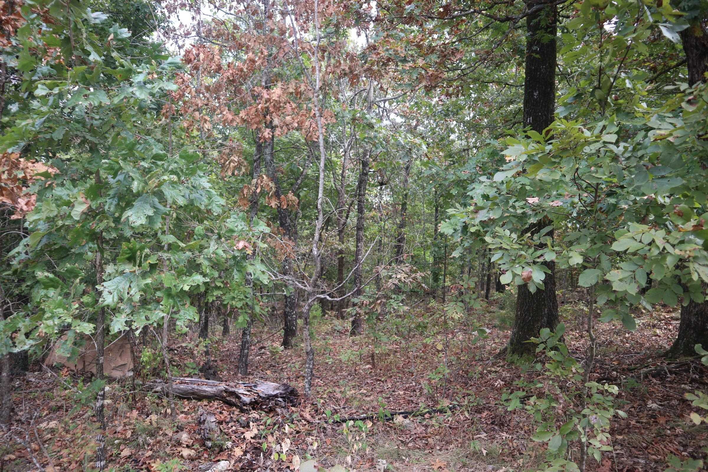 253 Coyote Rd  Salem, AR