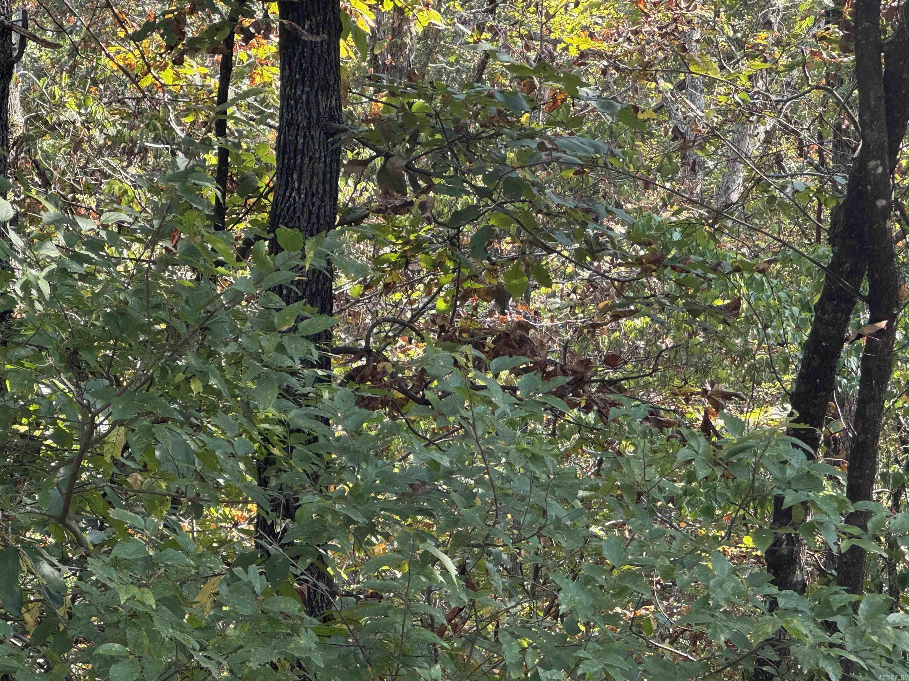 00 MC 7031  Flippin, AR