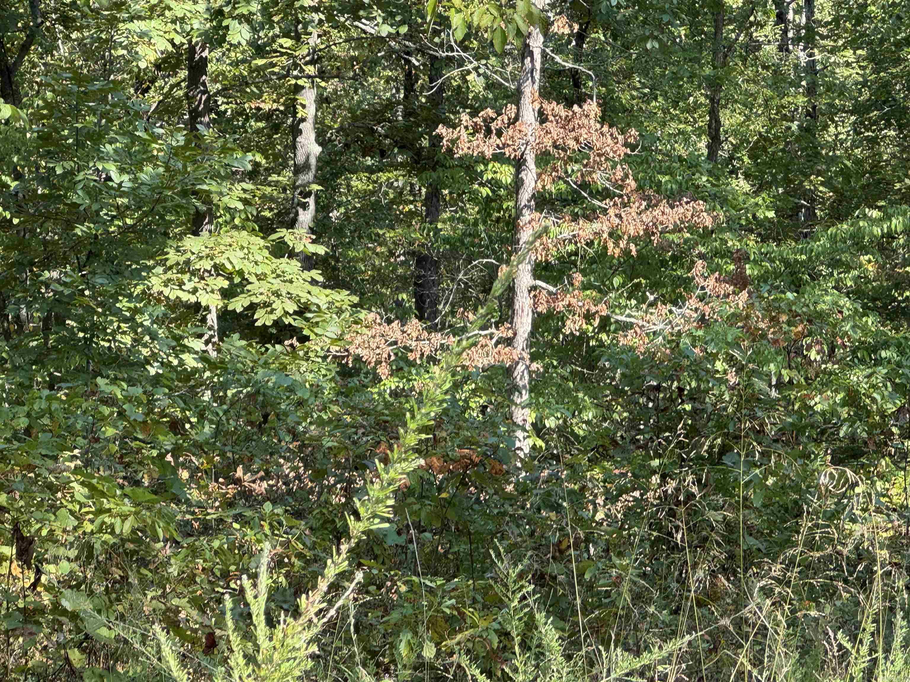 00 MC 7031  Flippin, AR