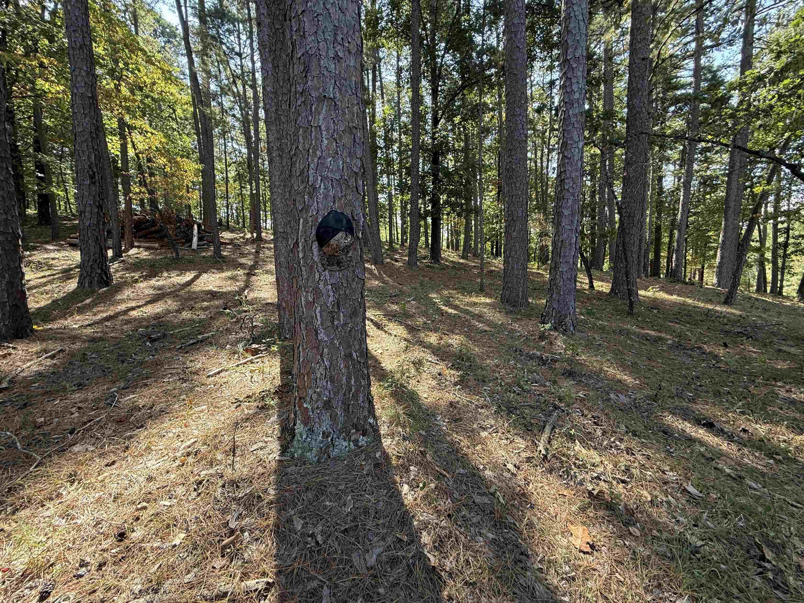 145 Mabry Lane Melbourne, AR 72556