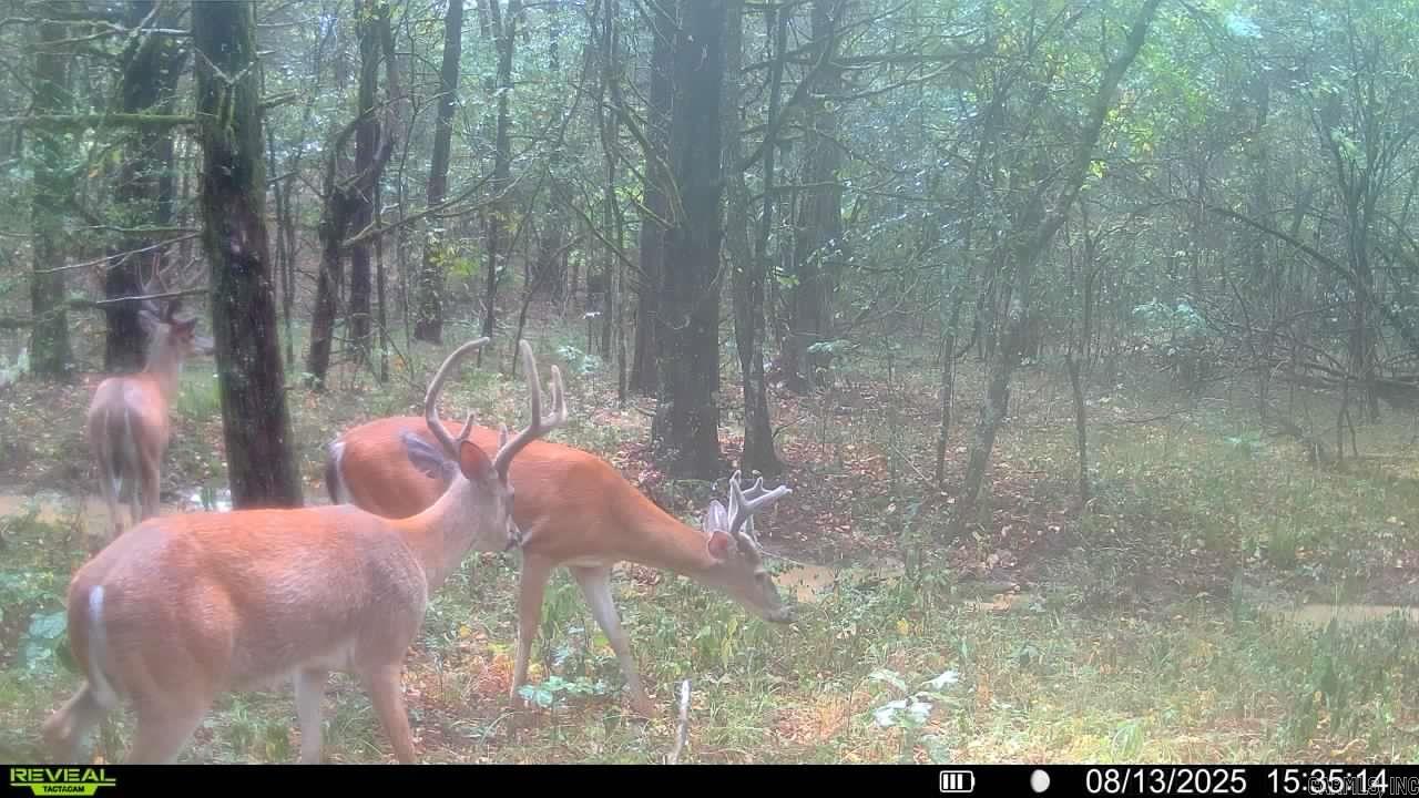 60 Barbara's  Hattieville, AR