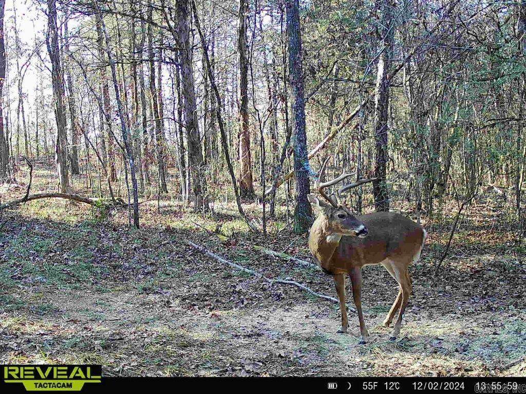 60 Barbara's  Hattieville, AR