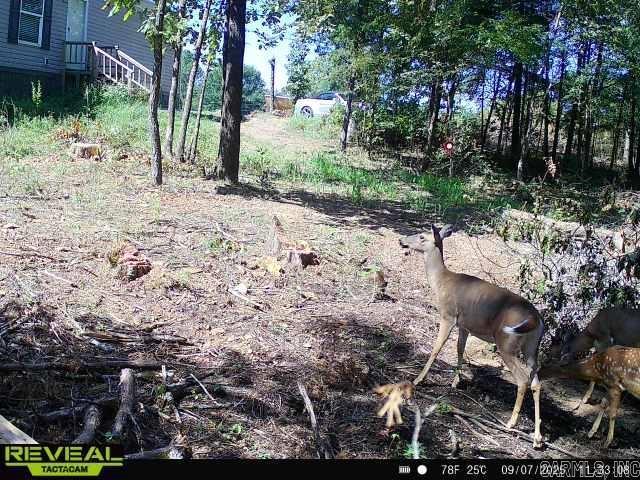 60 Barbara's  Hattieville, AR