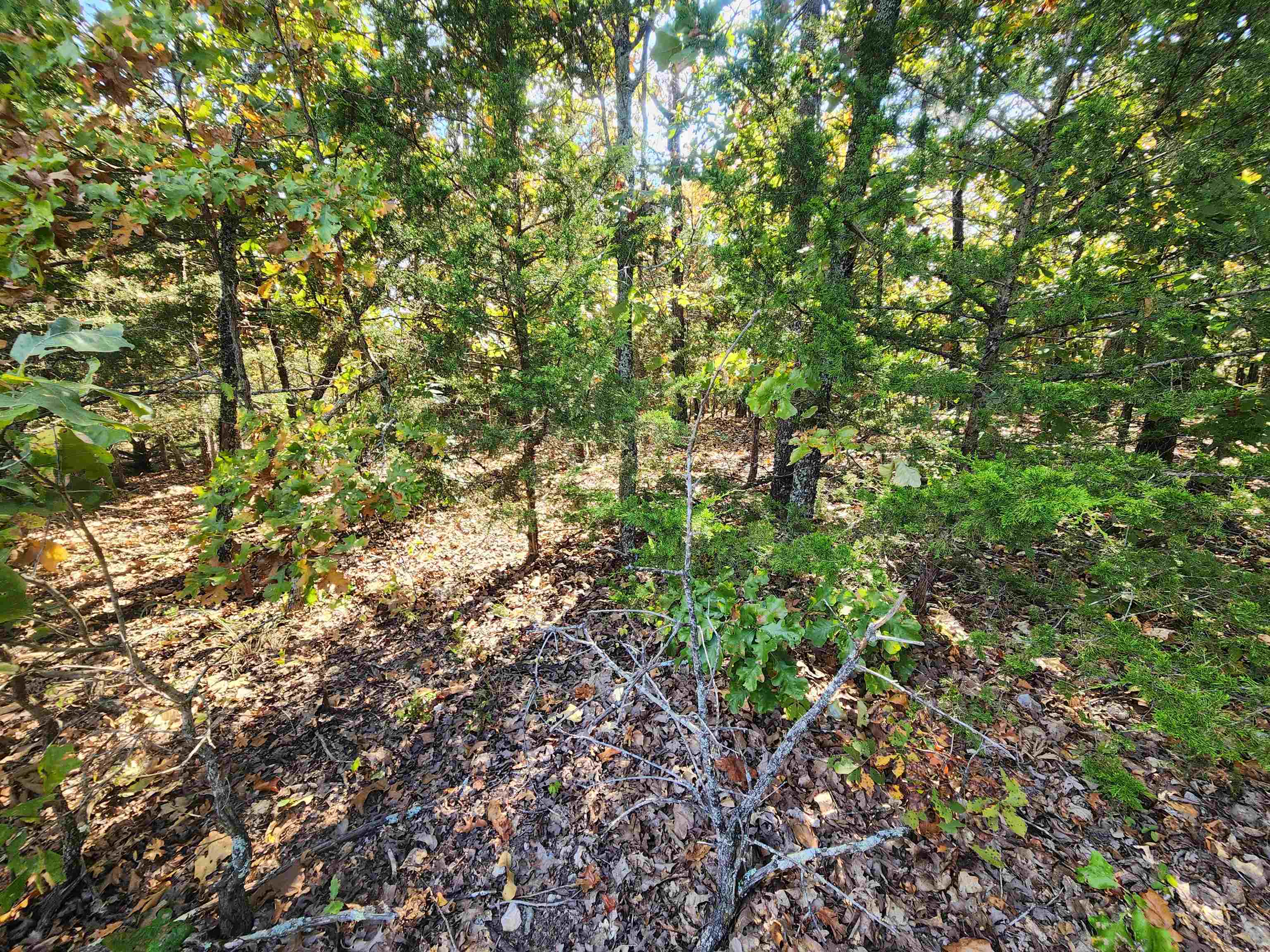 L16B5 Colonino  Cherokee Village, AR