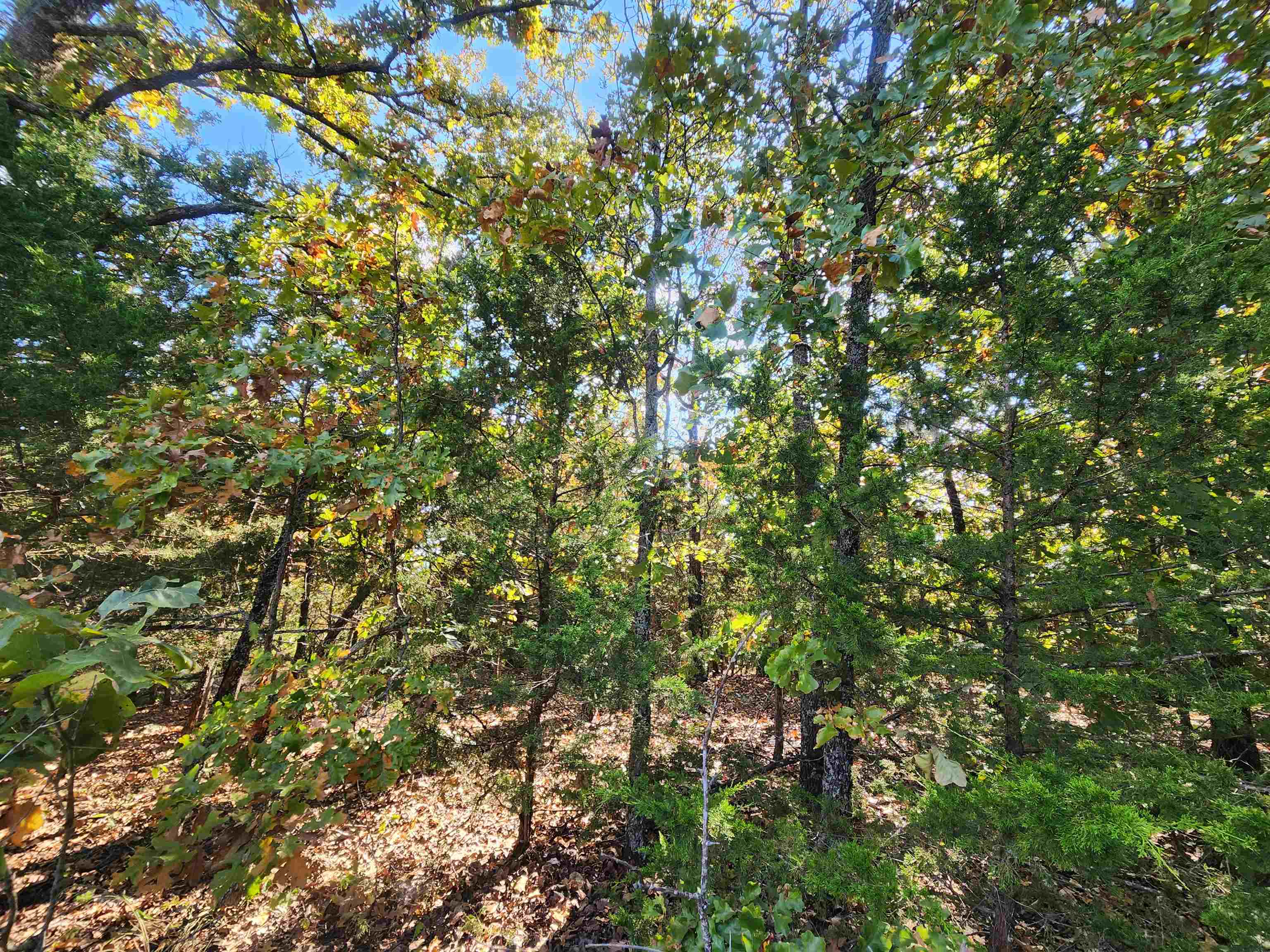 L16B5 Colonino  Cherokee Village, AR