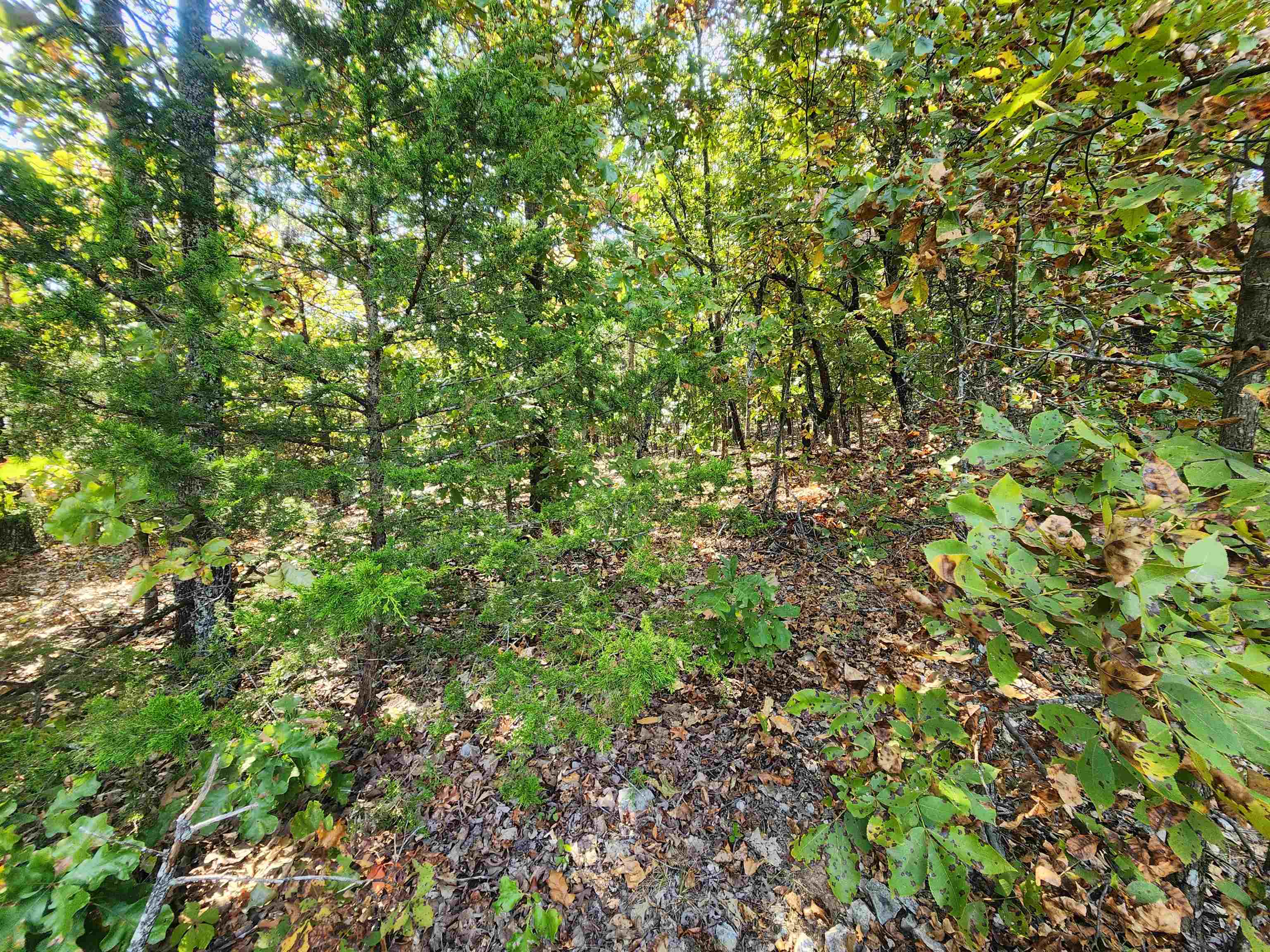 L16B5 Colonino  Cherokee Village, AR