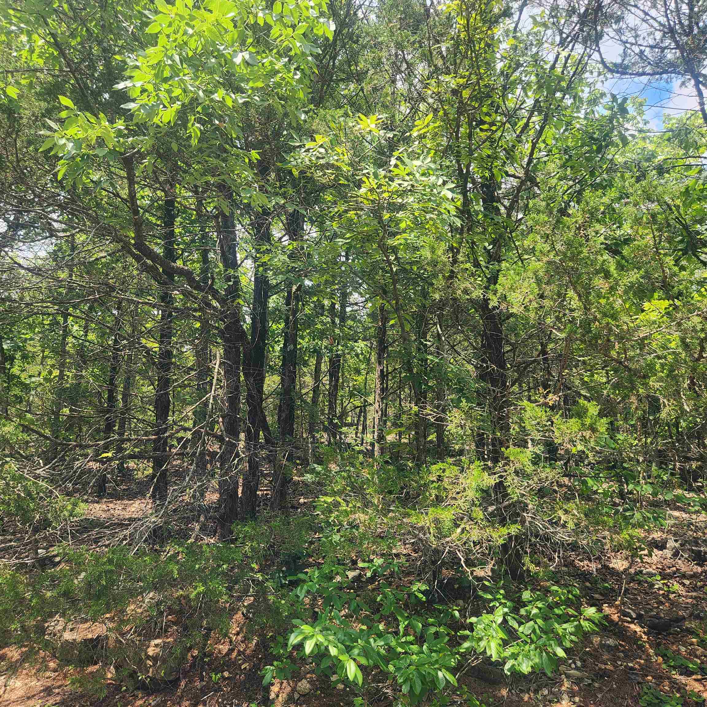 L-61, B-7 Lochloosa  Cherokee Village, AR