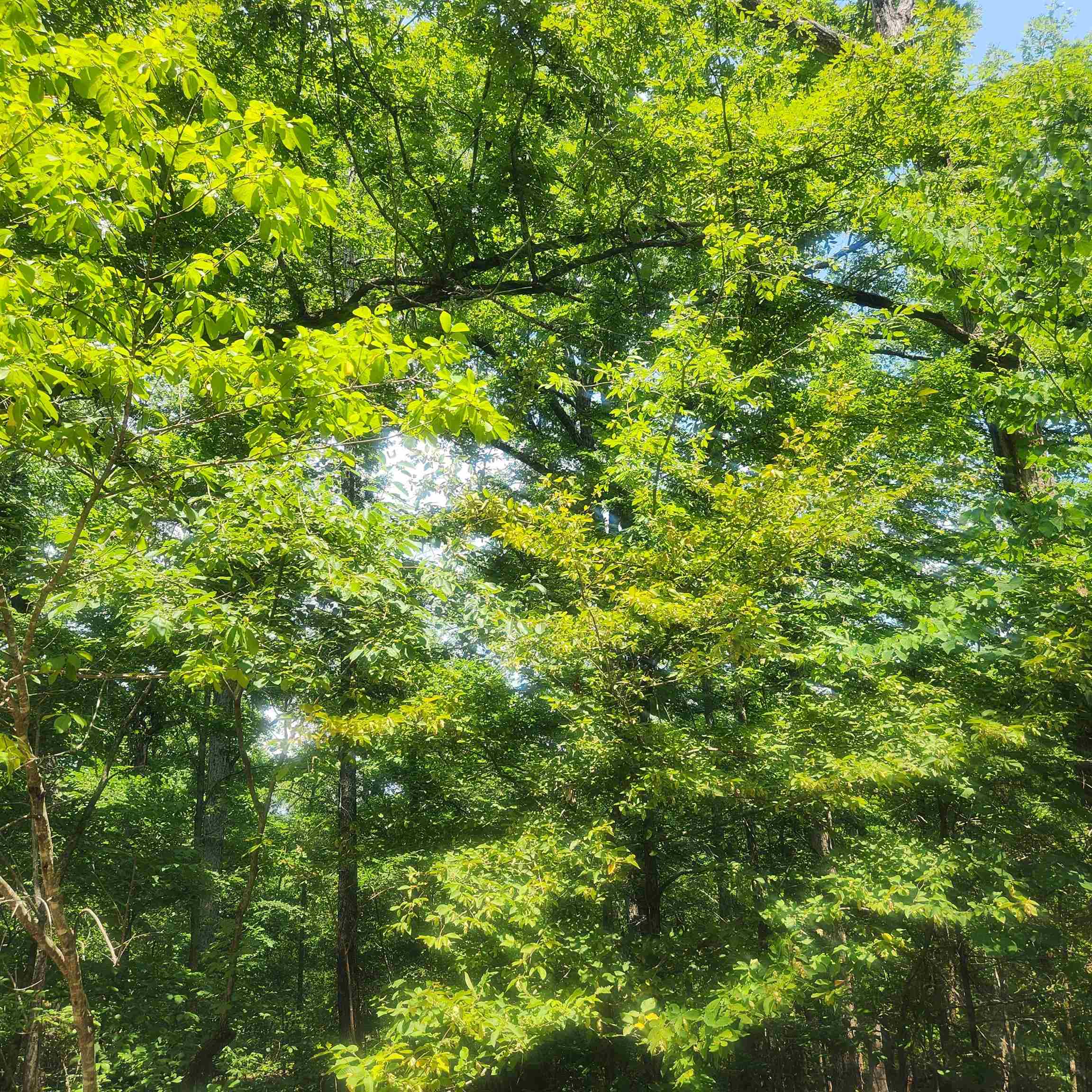 L-27, B-15 Goti  Cherokee Village, AR