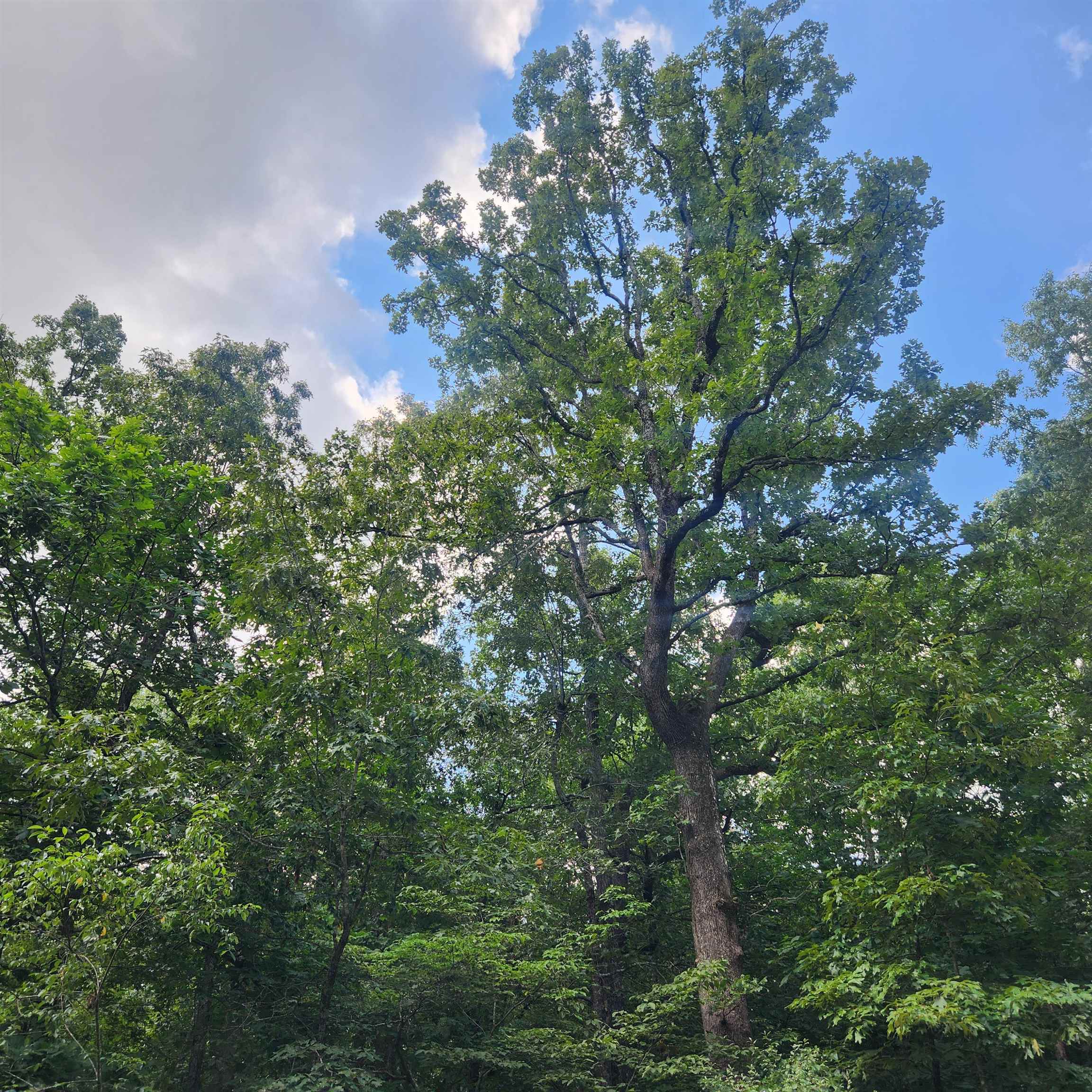 L-42, B-1 Saskatchewan  Cherokee Village, AR