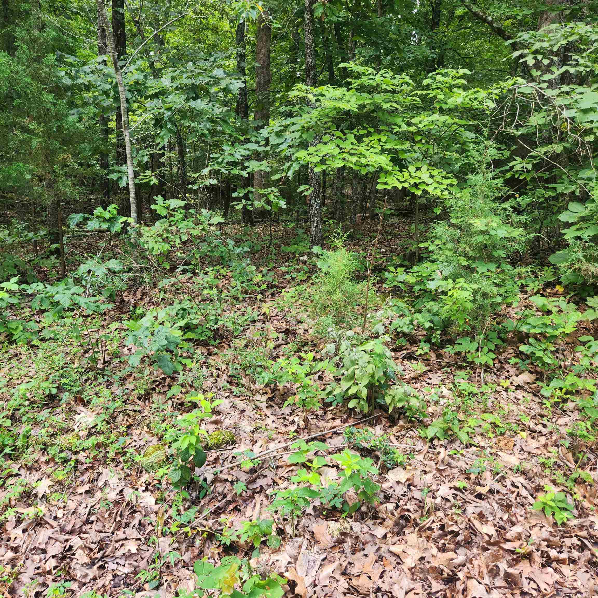 L-42, B-1 Saskatchewan  Cherokee Village, AR