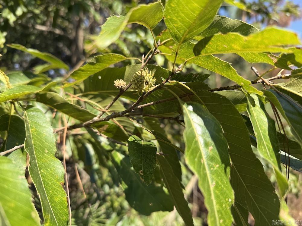 643 W Spring Hill Road Oxford, AR 72565