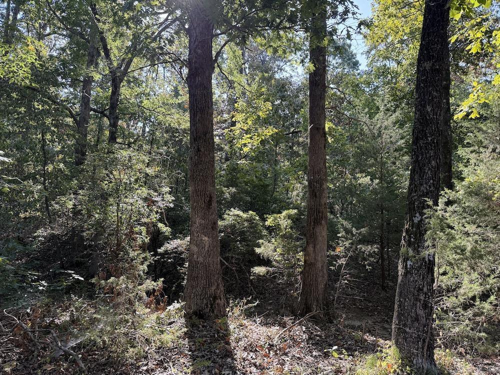 643 W Spring Hill Road Oxford, AR 72565