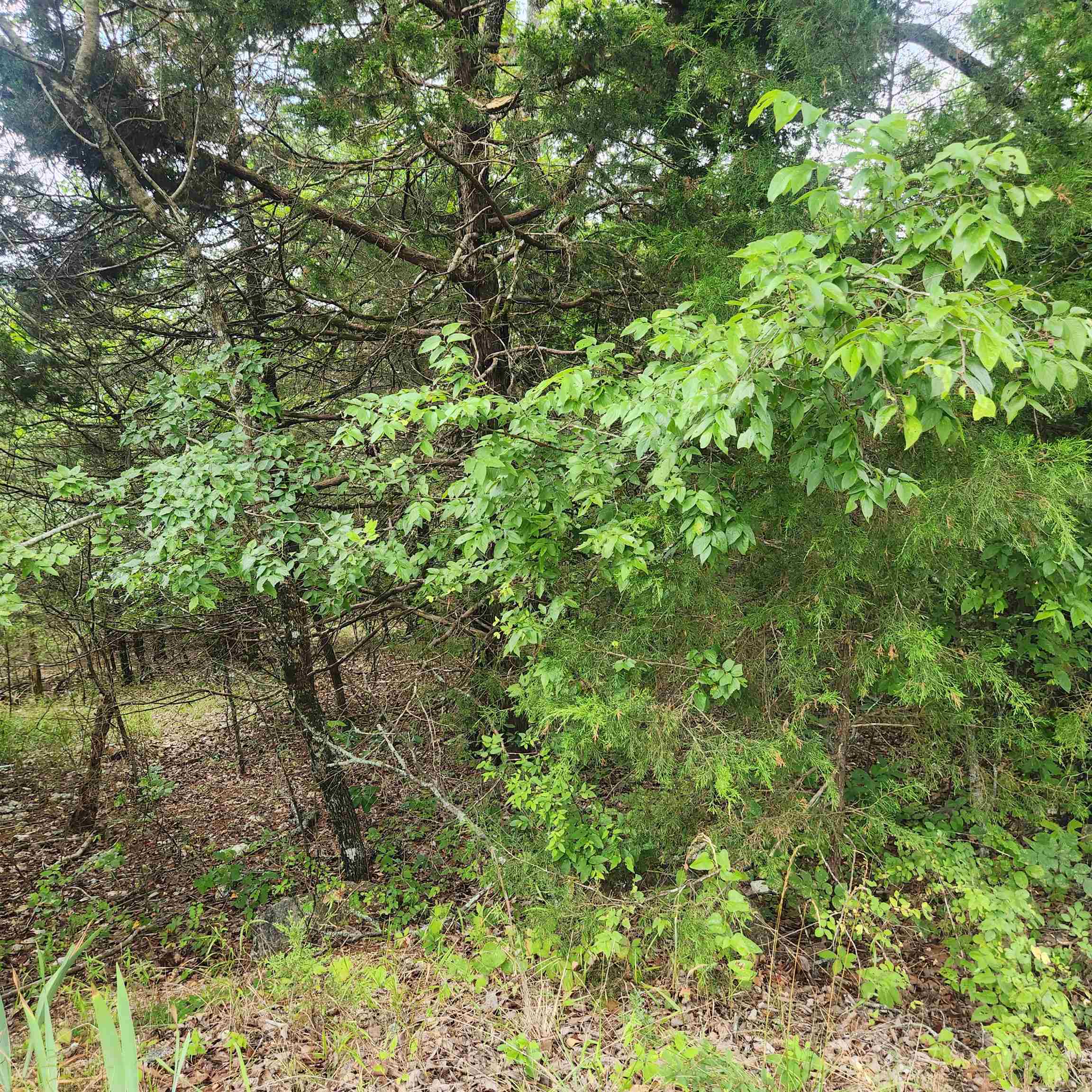 L-22, B-4 Topez  Cherokee Village, AR