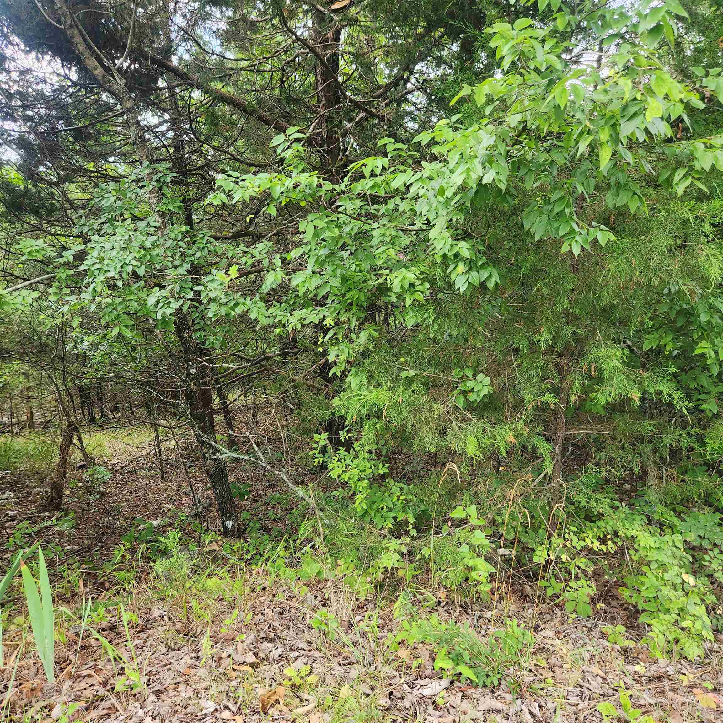 L-22, B-4 Topez  Cherokee Village, AR