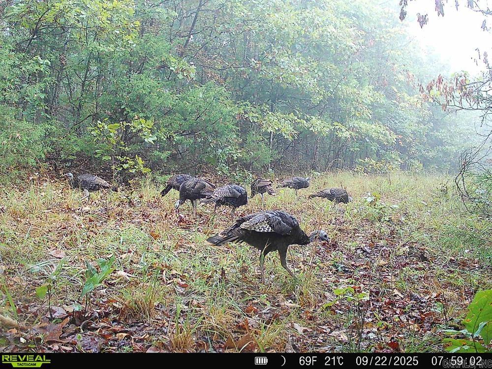 129589 N Highway 63  Hardy, AR